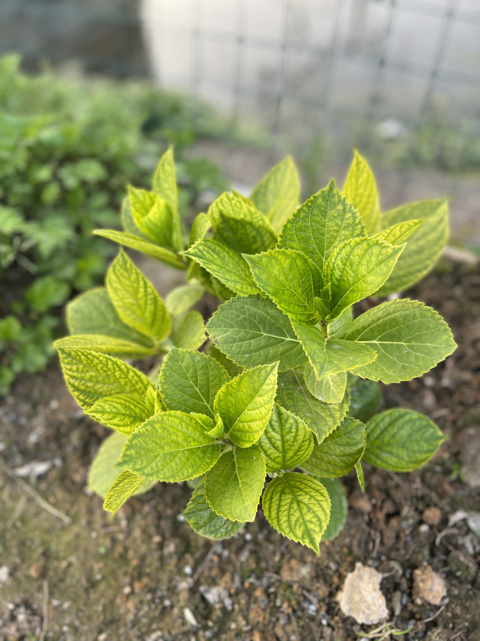 绣球花叶片发黄 有哪位大神知道绣球花叶片发黄是什么原因.
