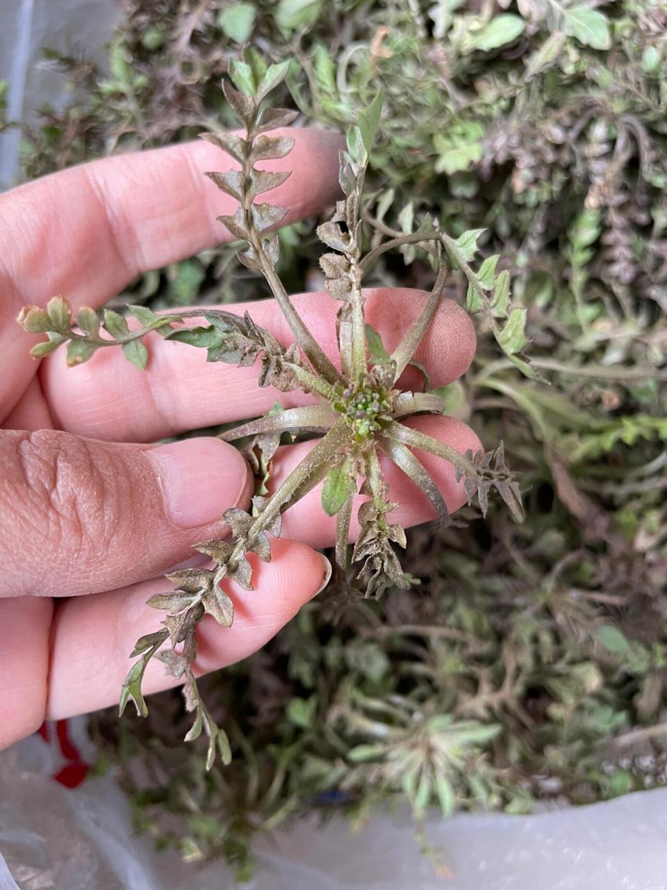 芨芨菜根图片