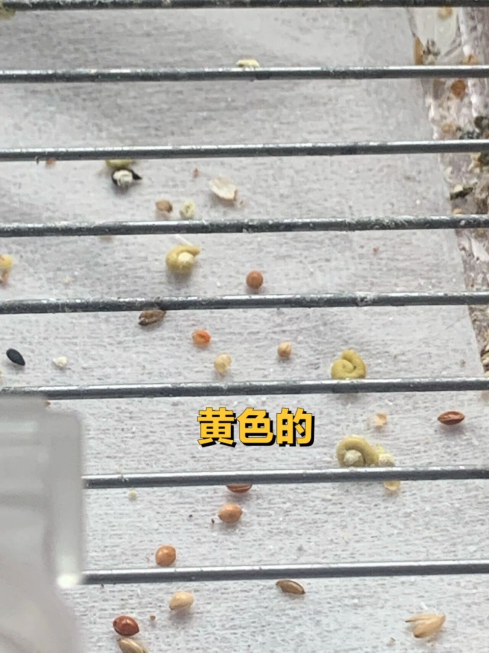 虎皮鹦鹉粑粑发白,怎么办 正常颜色是深绿色,这两天是黄色和白色,成型