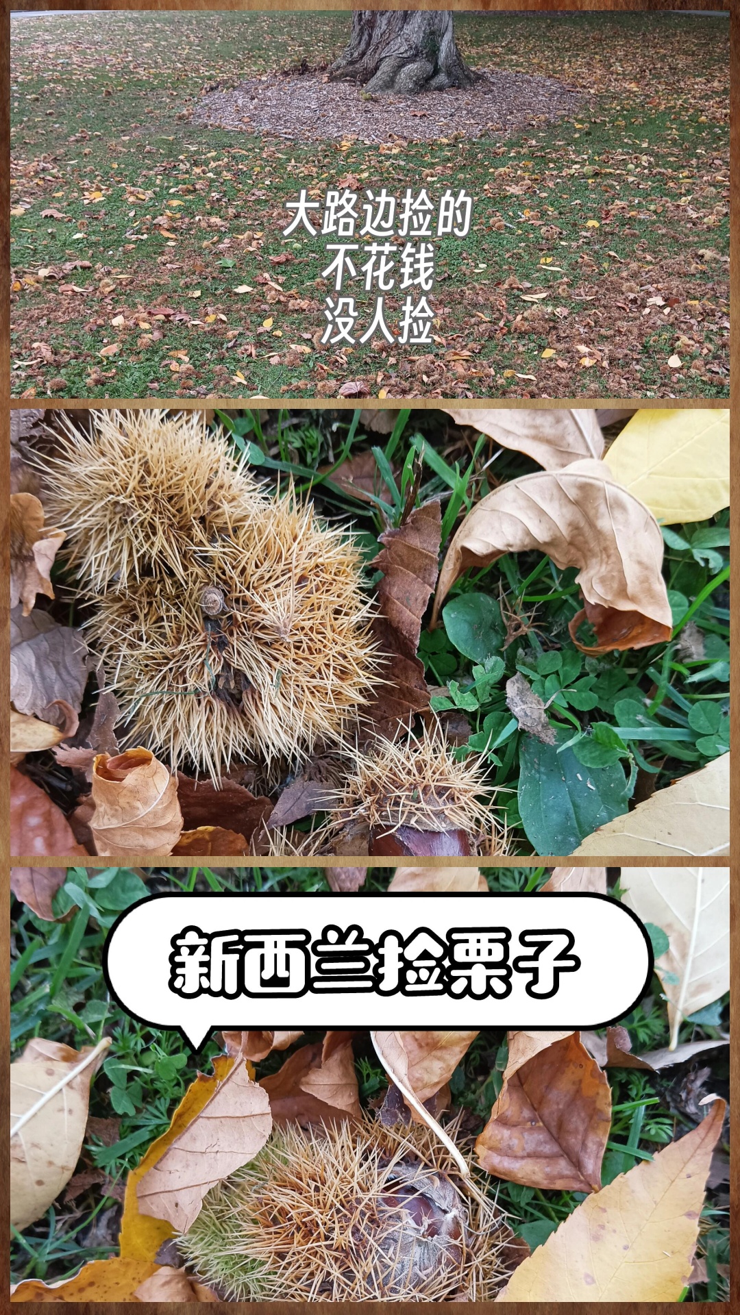 辨别指南: 马栗与板栗细辨以防误食