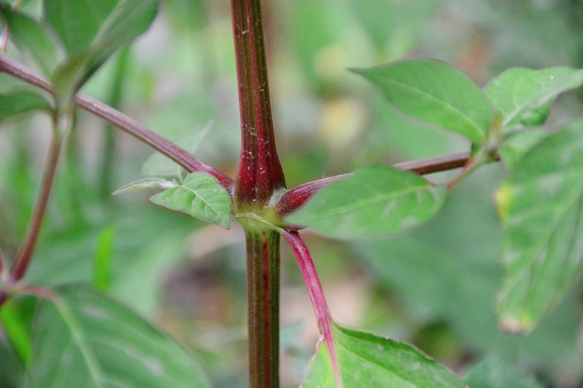 的植物——牛膝草   ●牛膝草是苋科牛膝草属的多年生草本植物,别名