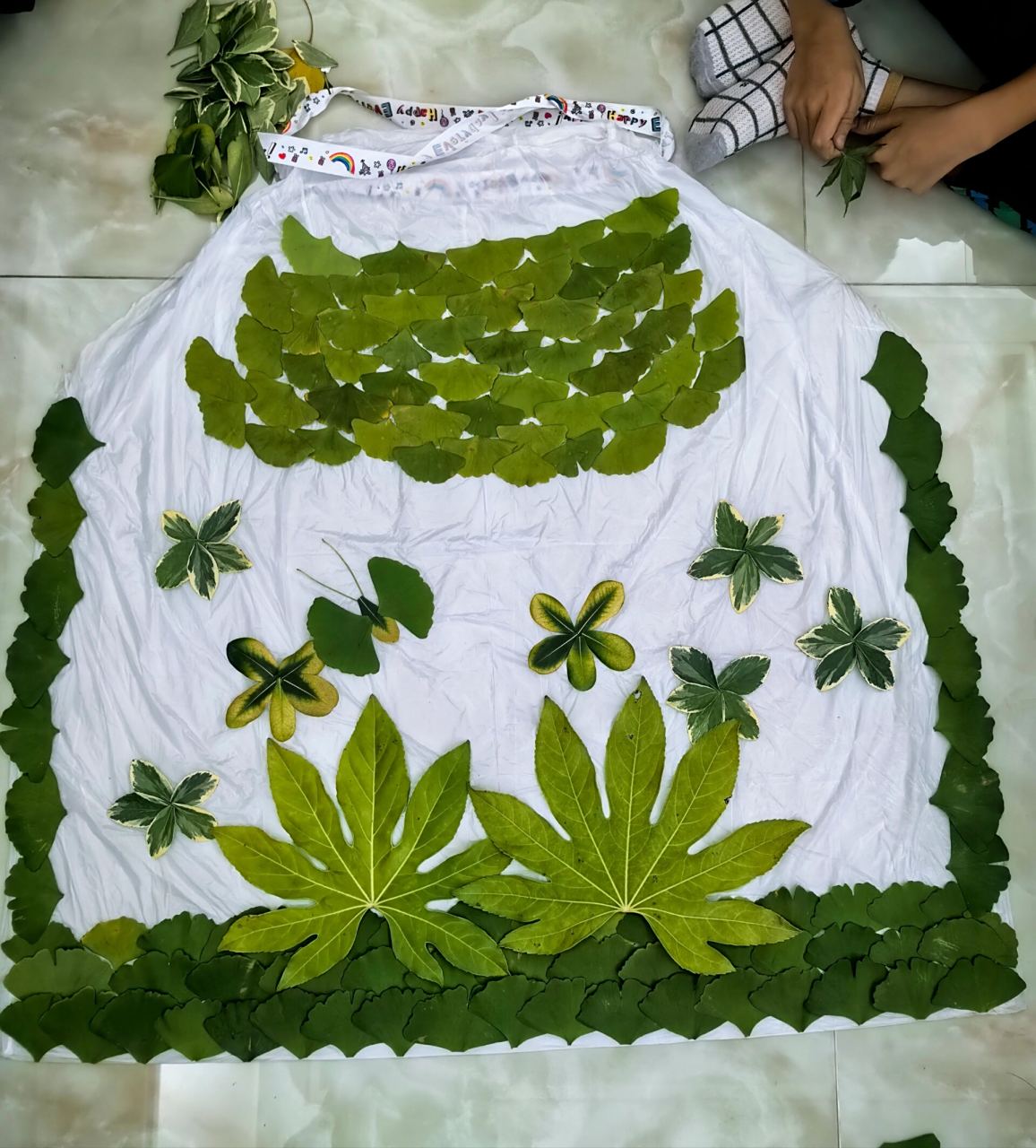 秋天的树叶披风 叶子有点新鲜的91银杏叶都还没有黄呢.