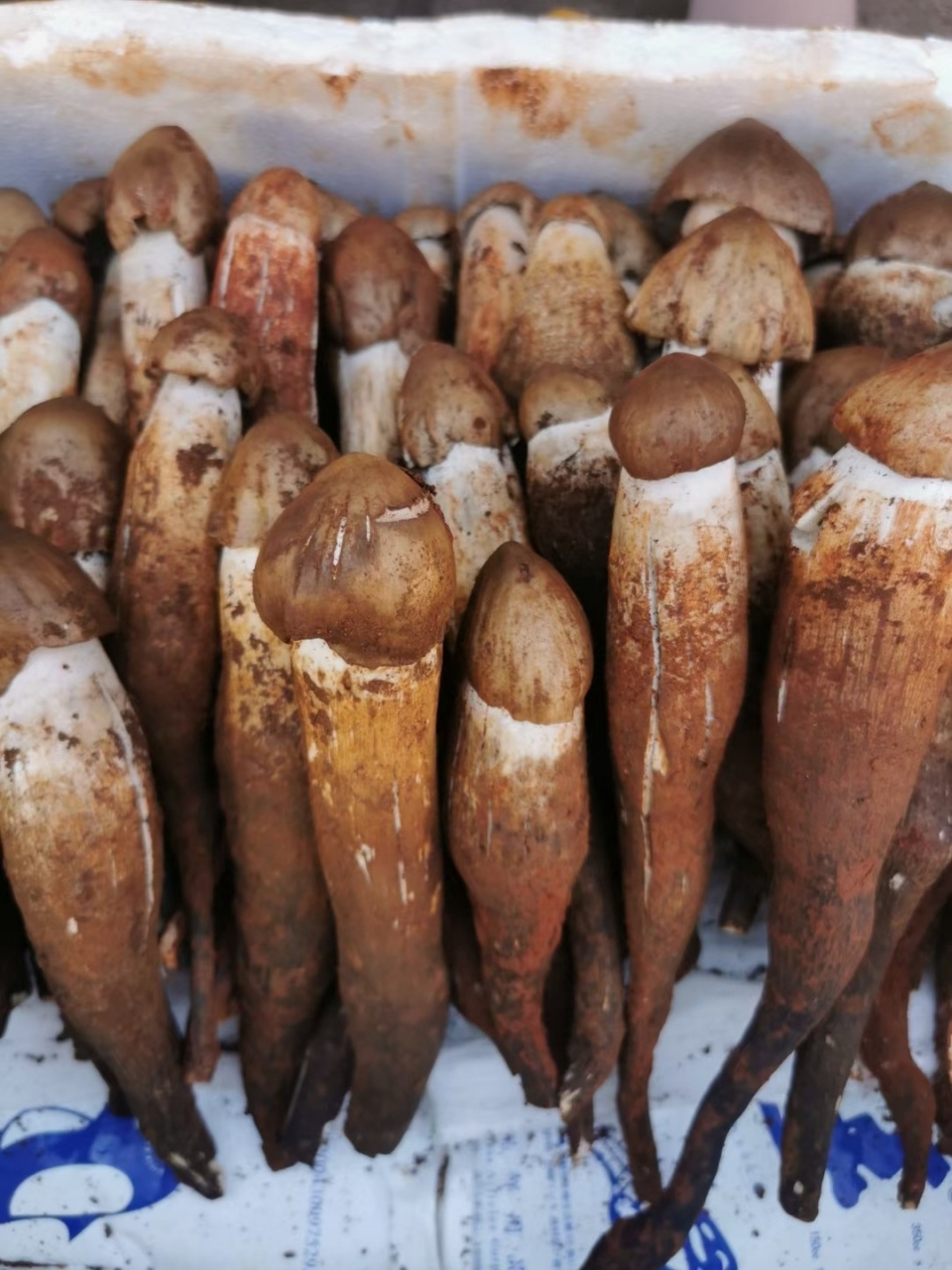 云南鸡枞菌7575 9399这样的极品鸡枞,不管是用青辣椒素炒还是