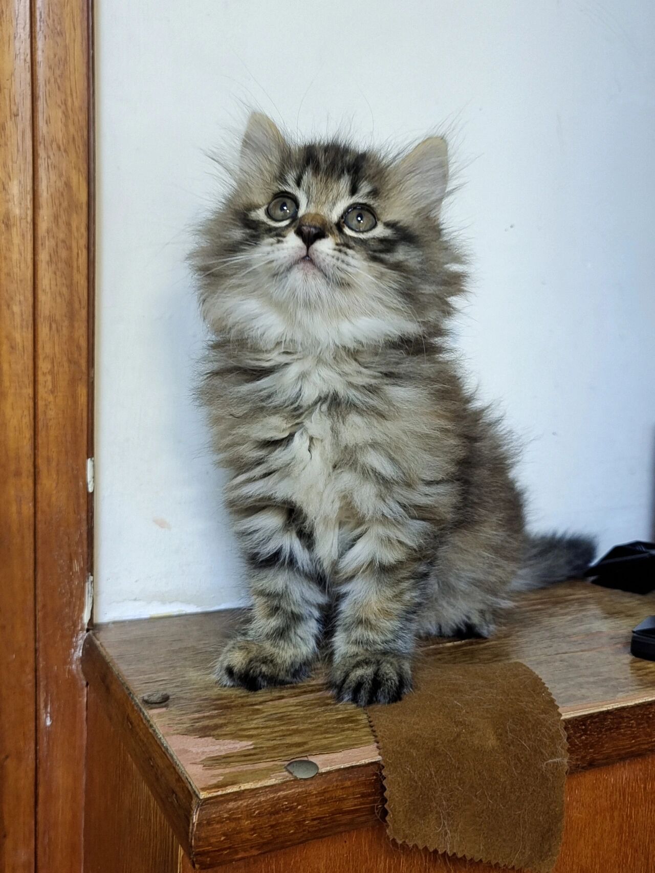 狮子猫——狸花花色 这个真的是,极品小可爱了(๑• .