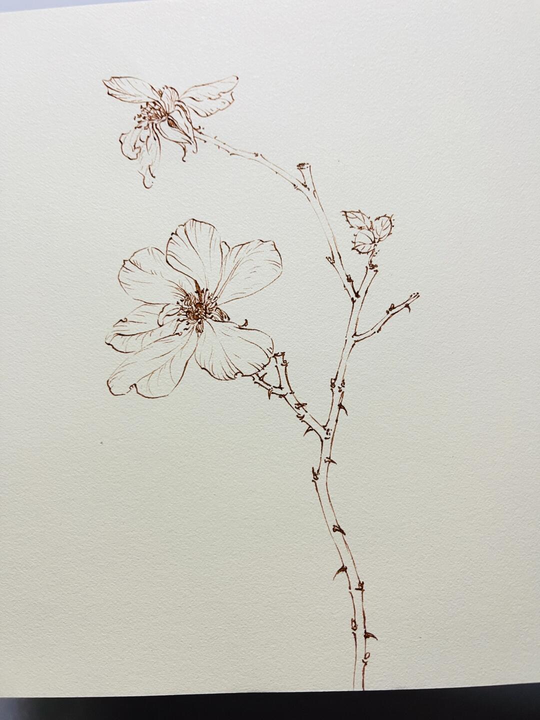 植物速写:秋日月季