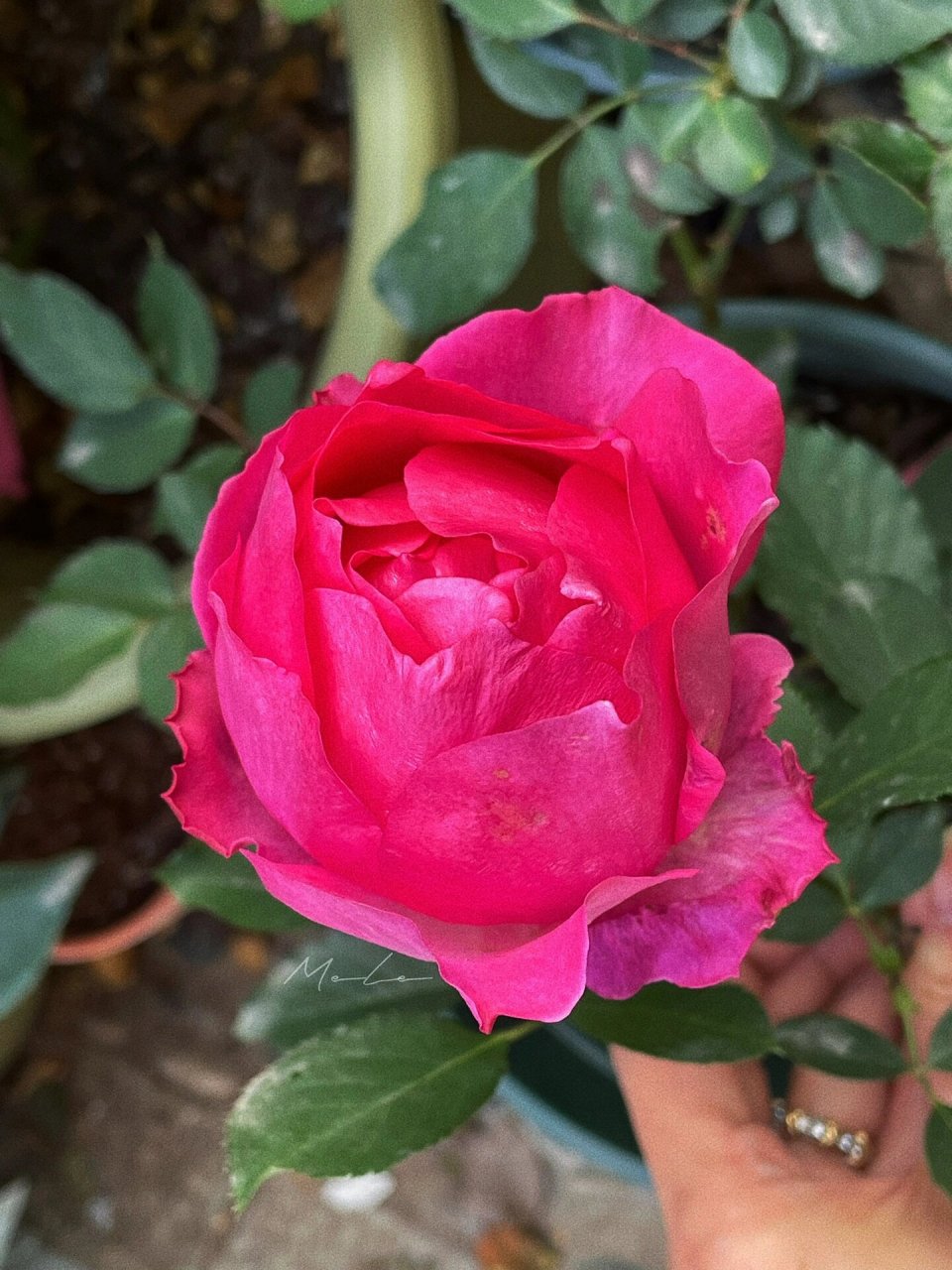 怀旧优雅 月季 怀旧优雅 坐标:苏州 小小院 盆栽