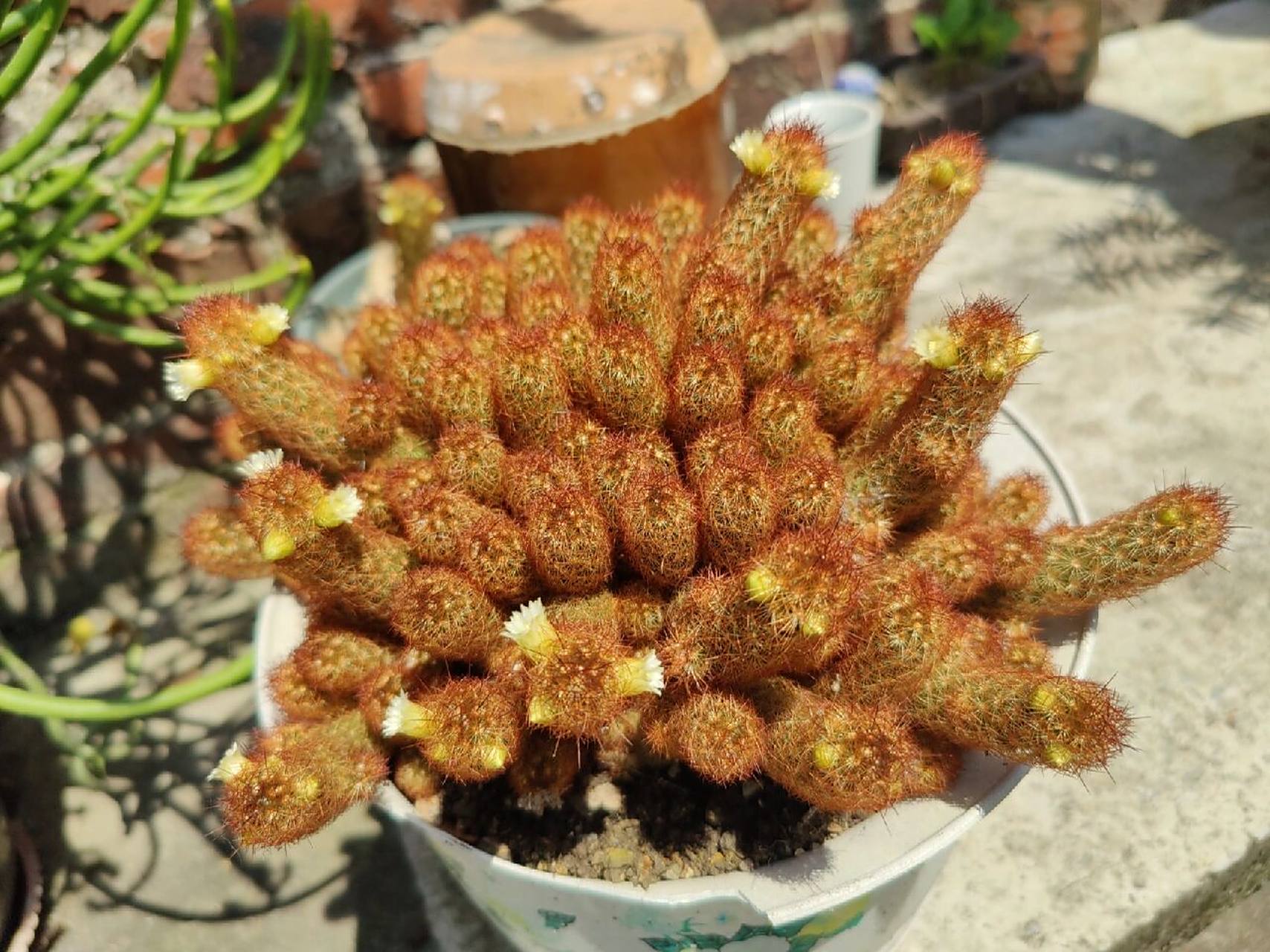 仙人掌金手指开花 种了好多年了吧,第一次开花! 重点是!