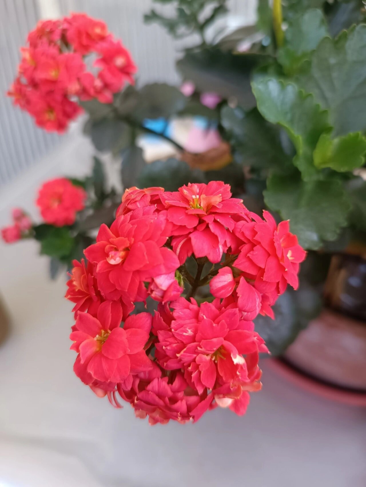 长寿花——凯茨(盖茨,凯特斯) 凯茨,我以为是大红,结果是橙红系.