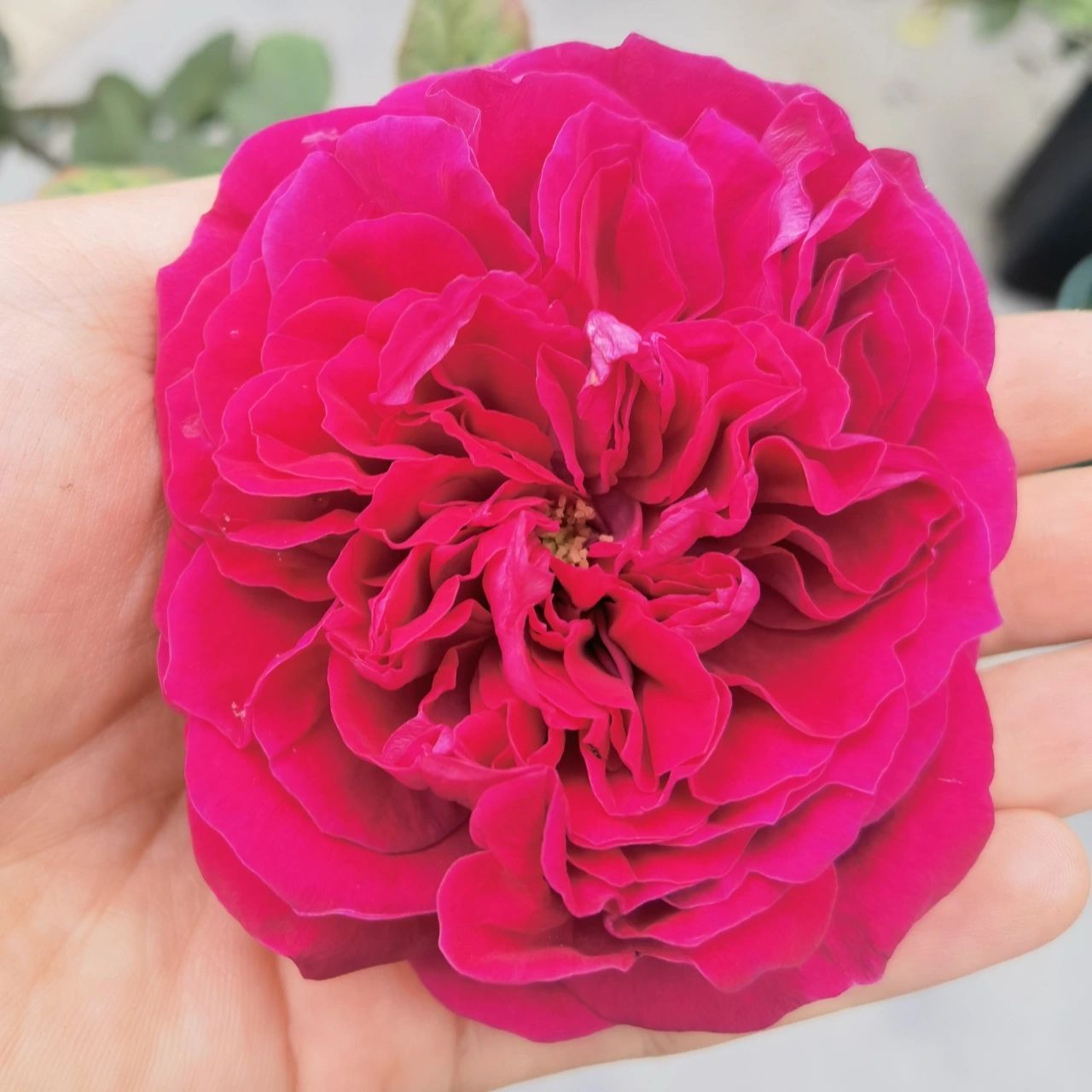 皇家胭脂 皇家胭脂(rouge  royale) 这是一款暗红色茶香型月季,由法国