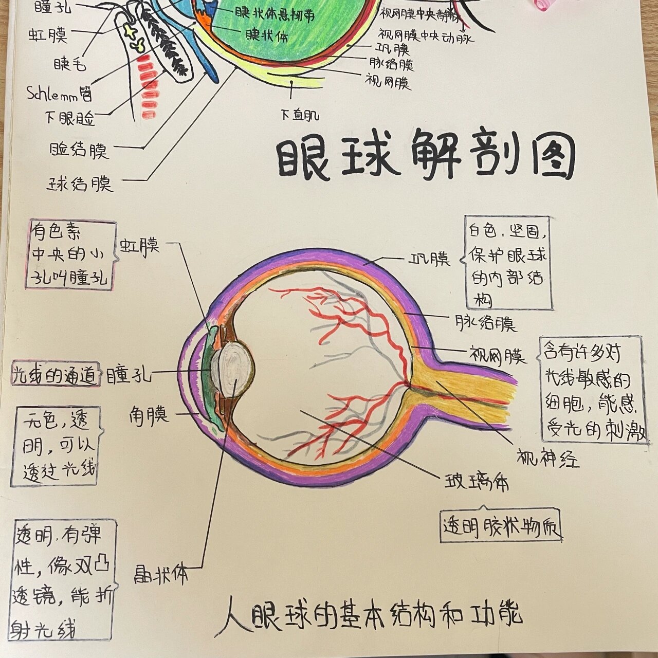 眼球解剖图 人眼球的基本结构和功能 虹膜:有色素,中央的小孔叫瞳孔