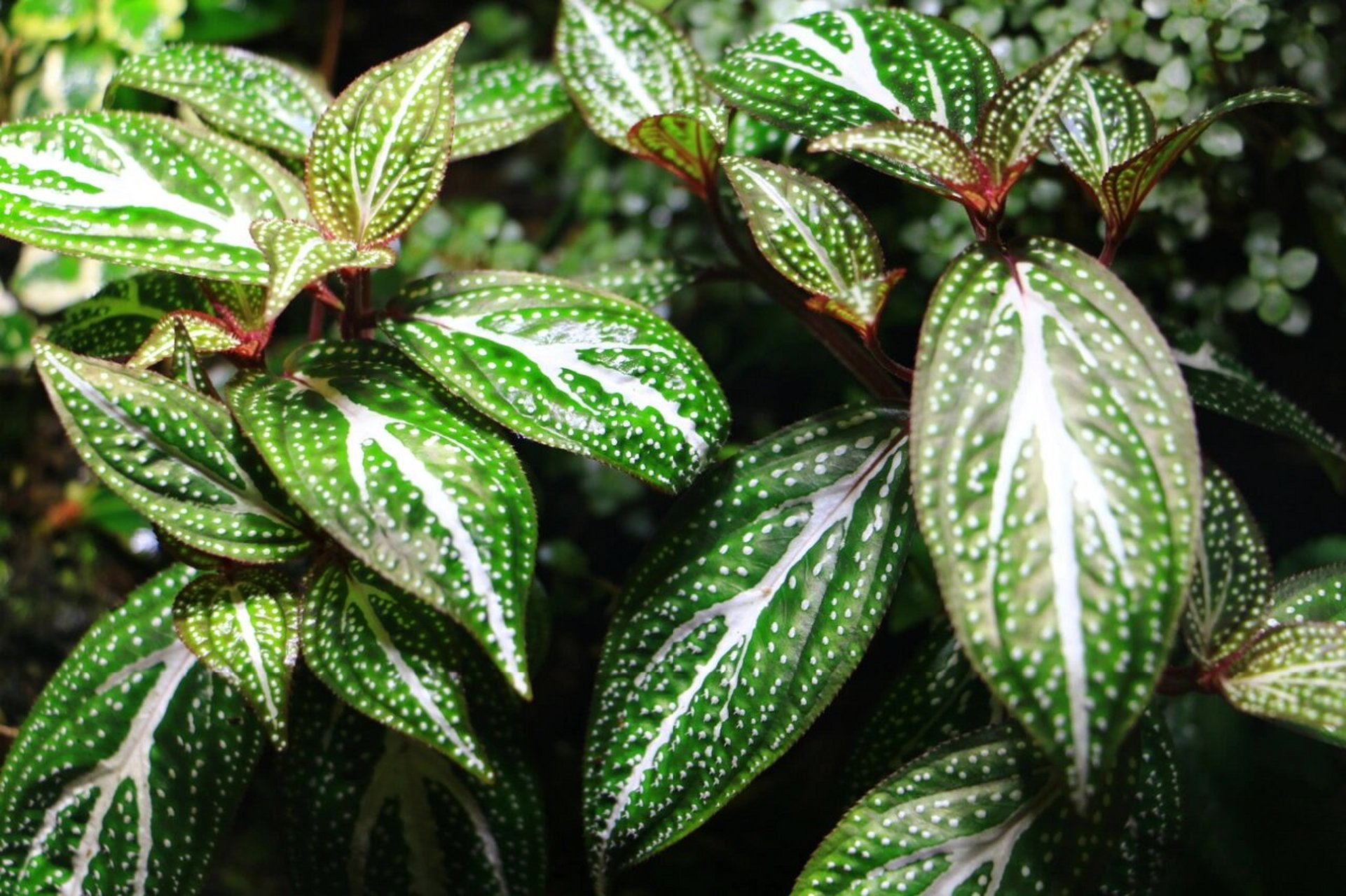 雨林植物|蜂斗草