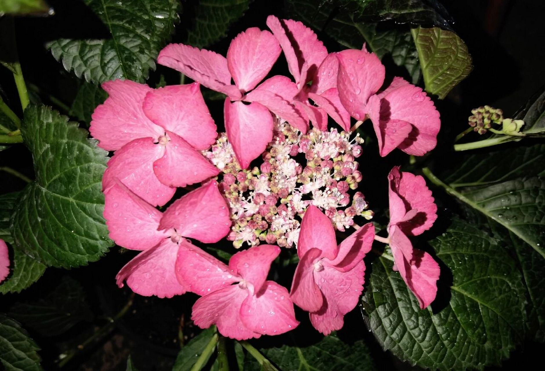 冷门绣球|暗夜天使/黑天使 之前在海妈家