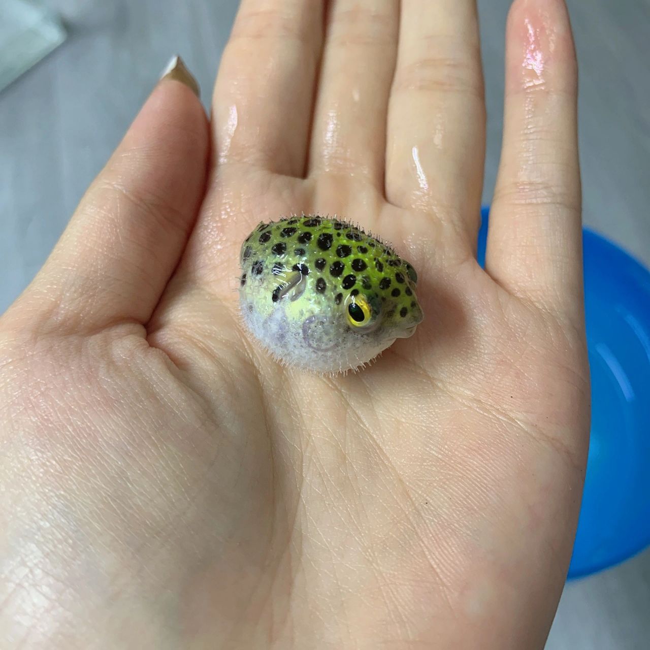 养观赏小河豚要注意什么 水温,饲养观赏河豚鱼时,需将水温稳定在20