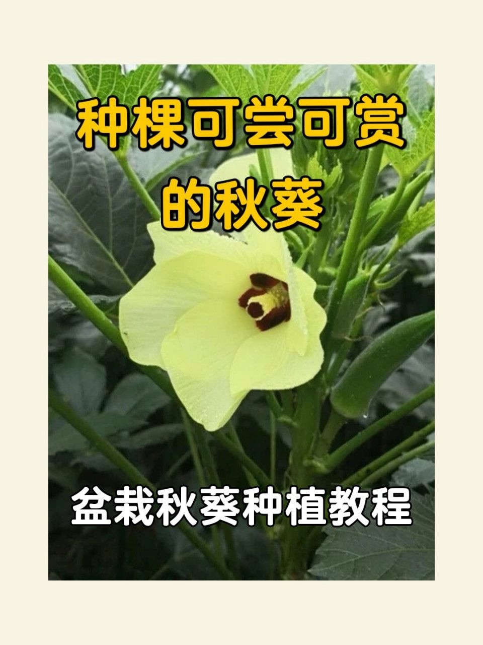 秋葵怎么种植方法图片