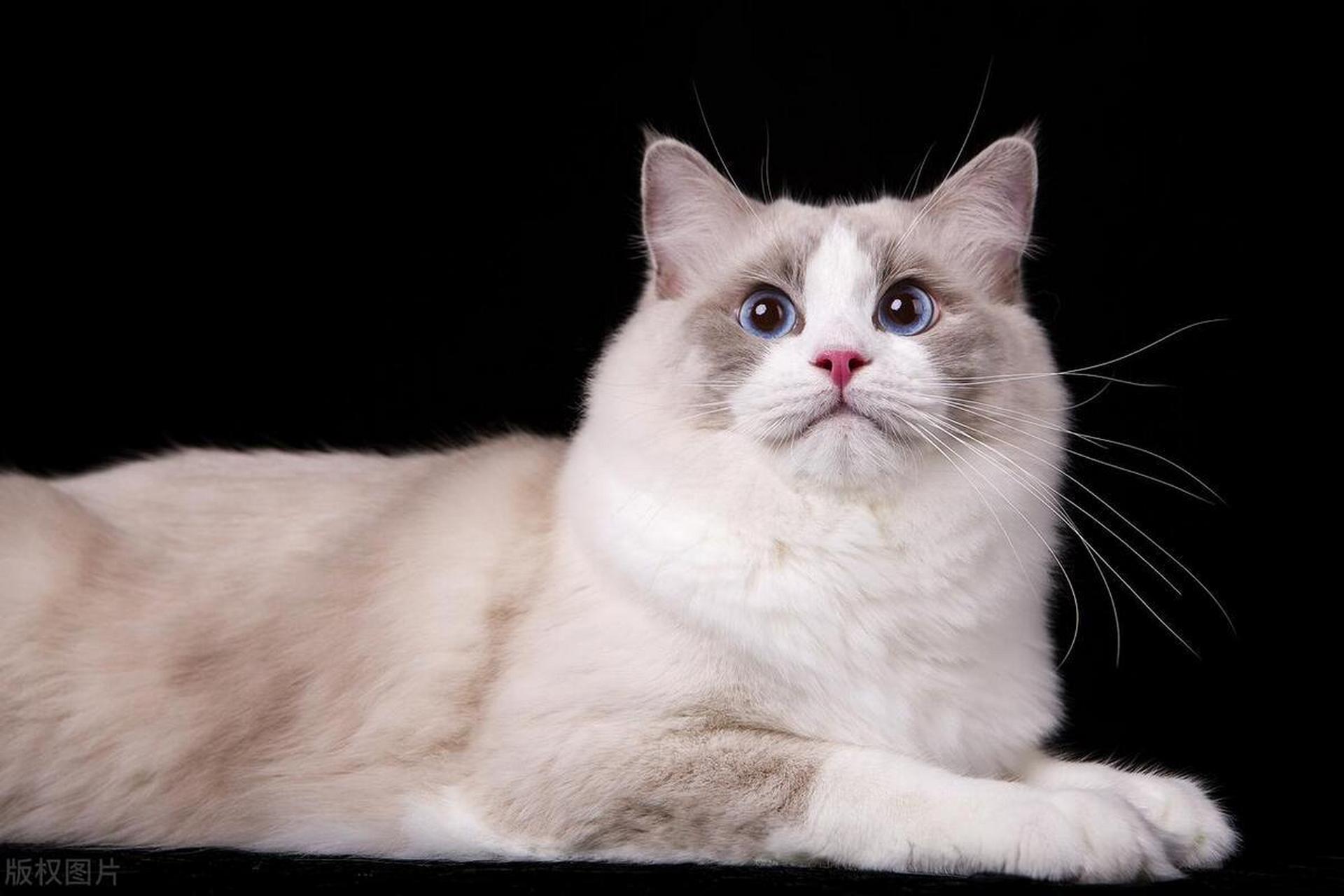 10周以后,四大猫咪顺风顺水,横财入宅,注定幸福纠缠 本文介绍了四种