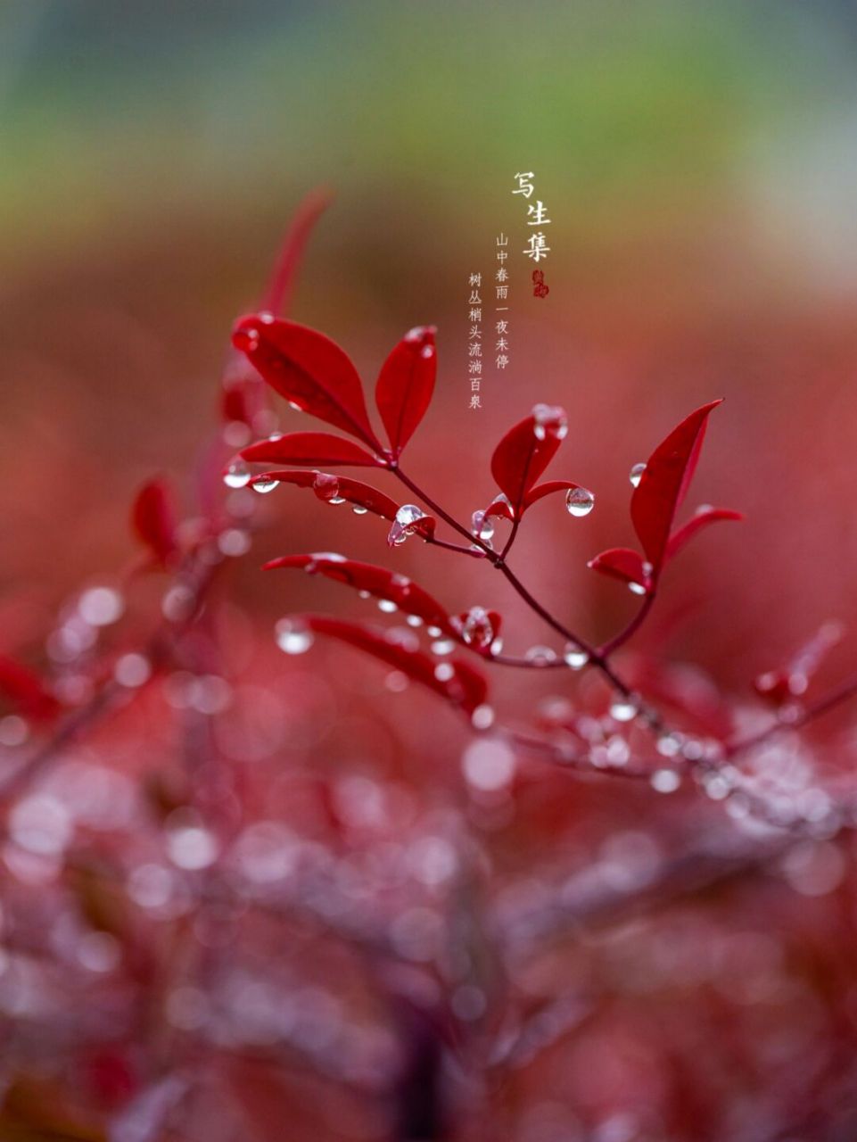 春天雨竹图片图片