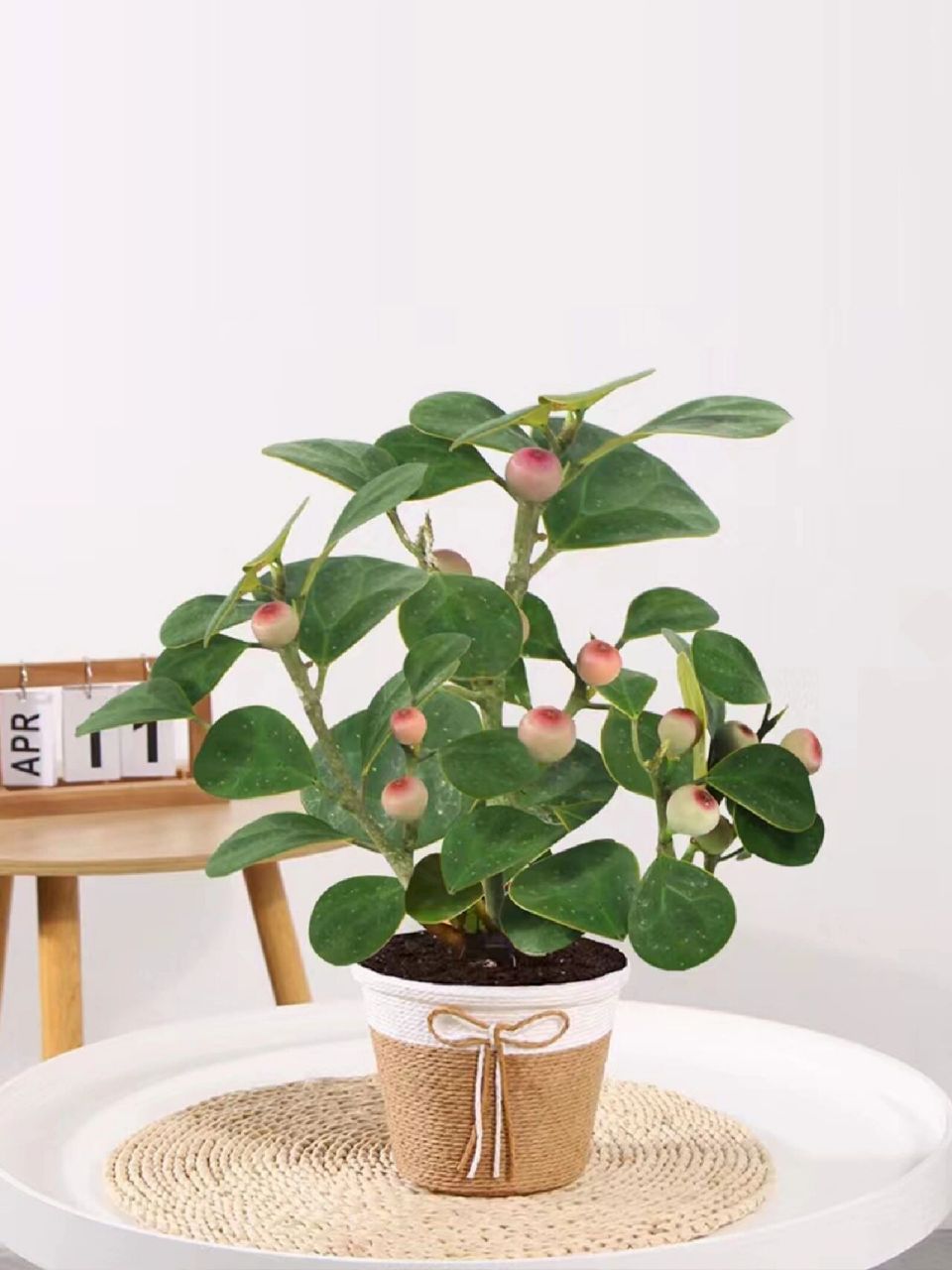 植物养护 | 文雅端庄的小盼菩提 小盼菩提又被称为" 智慧之",它寓意