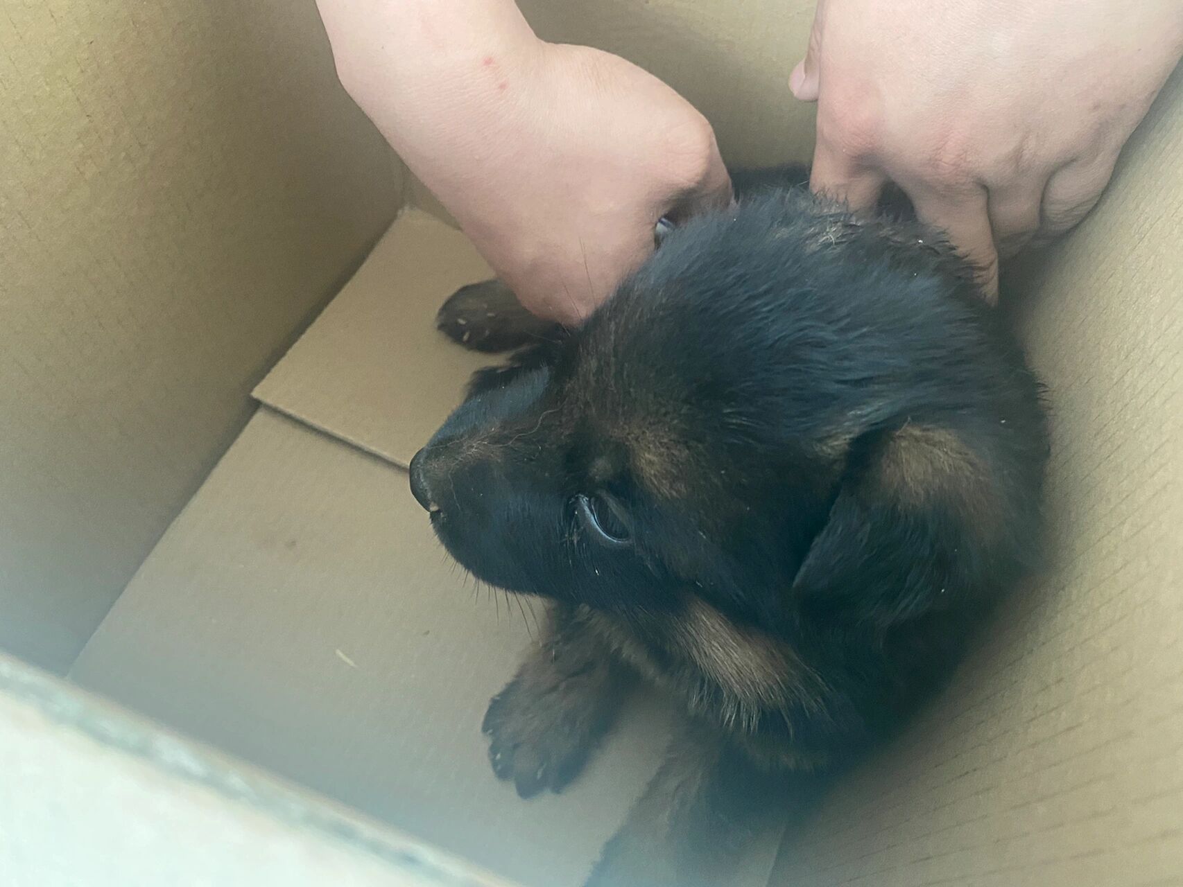 一个月的德牧怎么养 首先声明,不是我买的,我不会买刚满月的小狗.