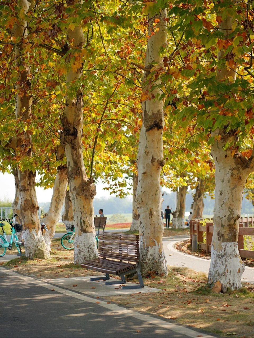 就像金色的光一样 趁着午休的时间来公园散步 记录梧桐树和树下的