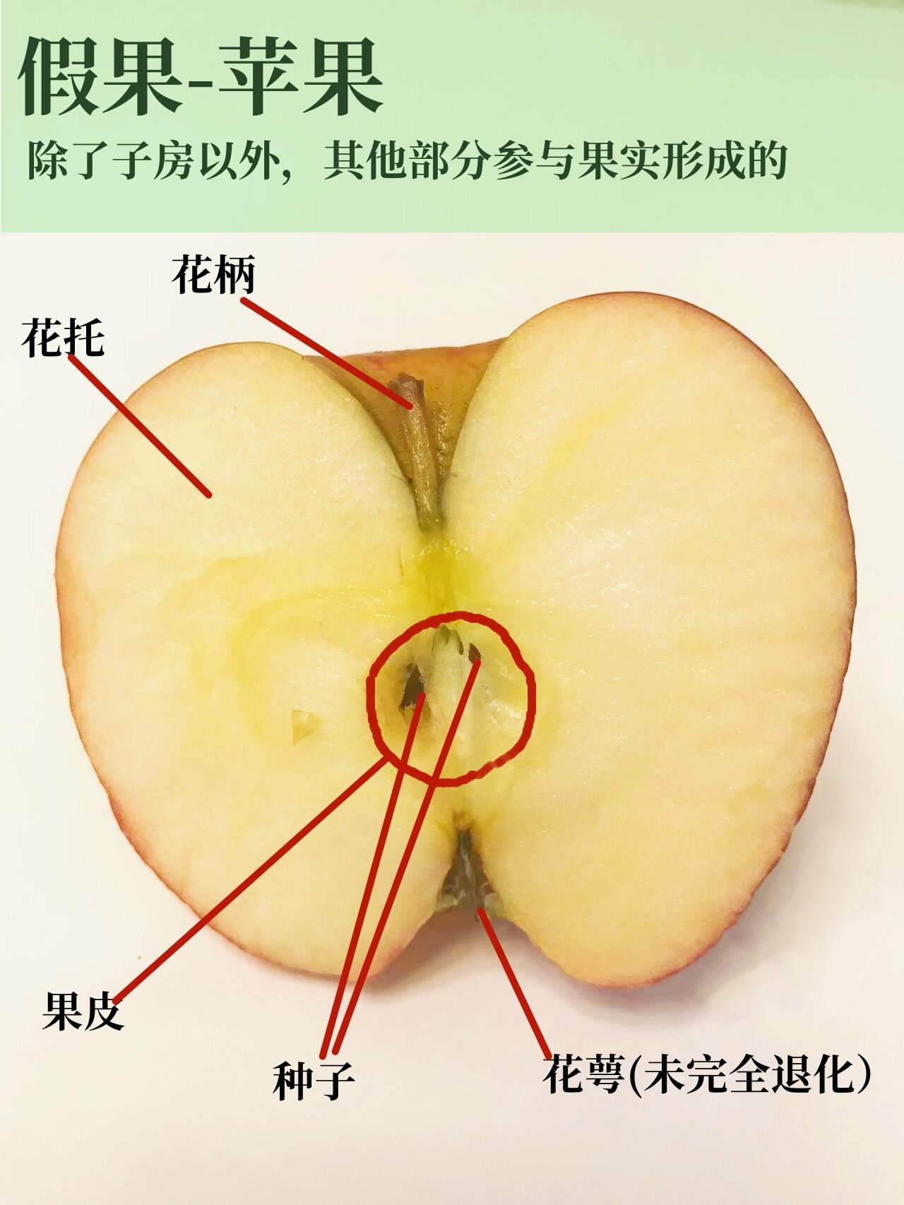 假果 真果图片