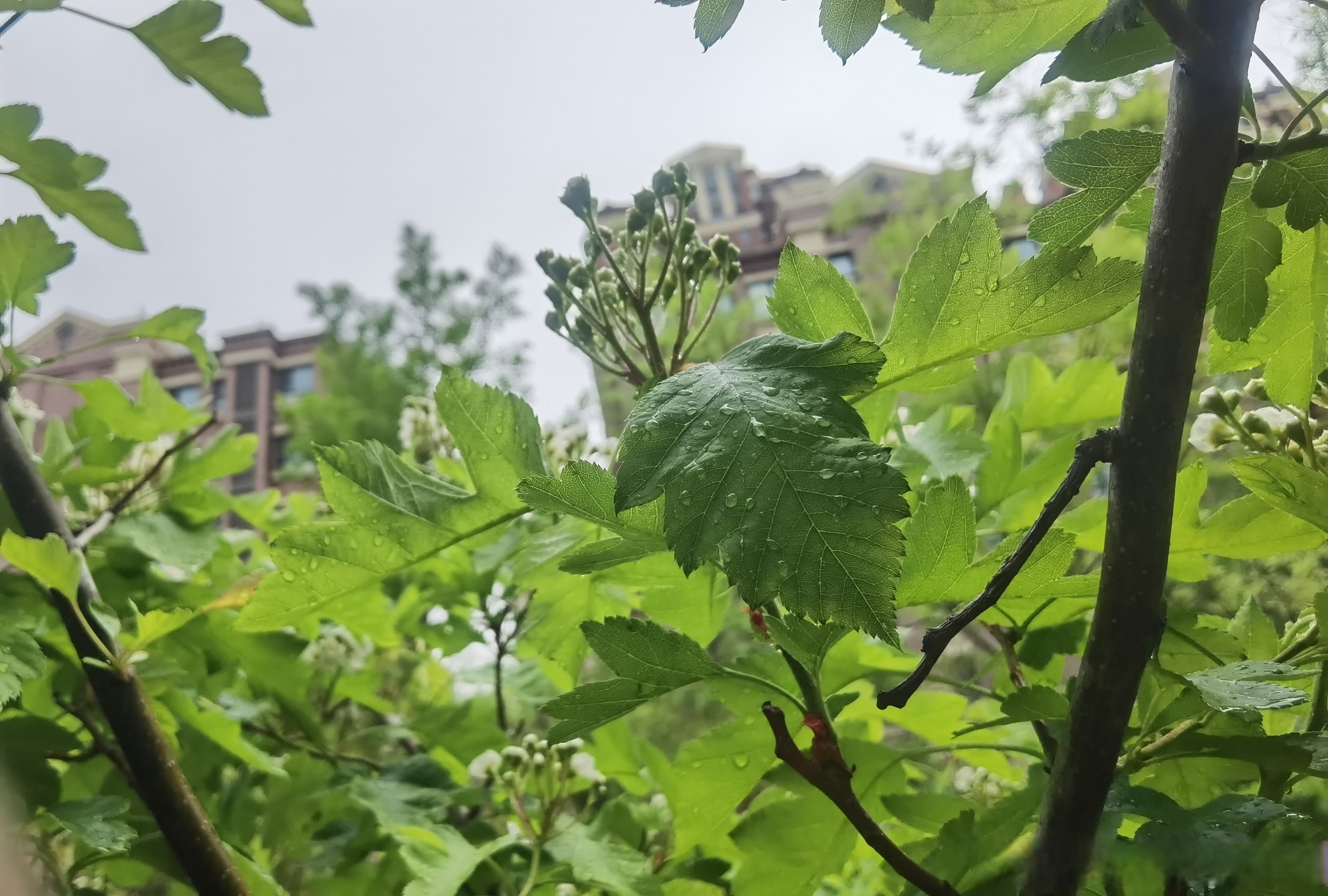 春雨贵如油#春雨