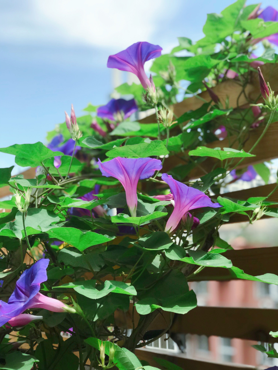 这不是一般的牵牛花(喇叭花) !