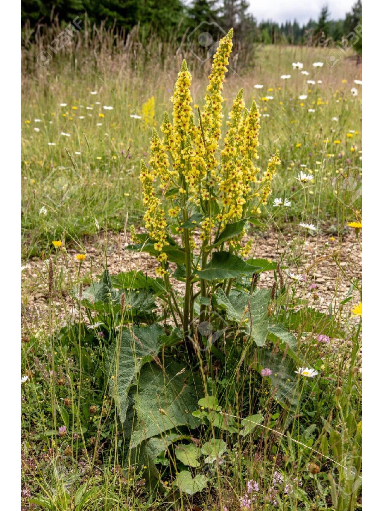 龟与箭,楼台香《云南中草药选》,牛耳草《新疆中草药手册》,虎尾鞭