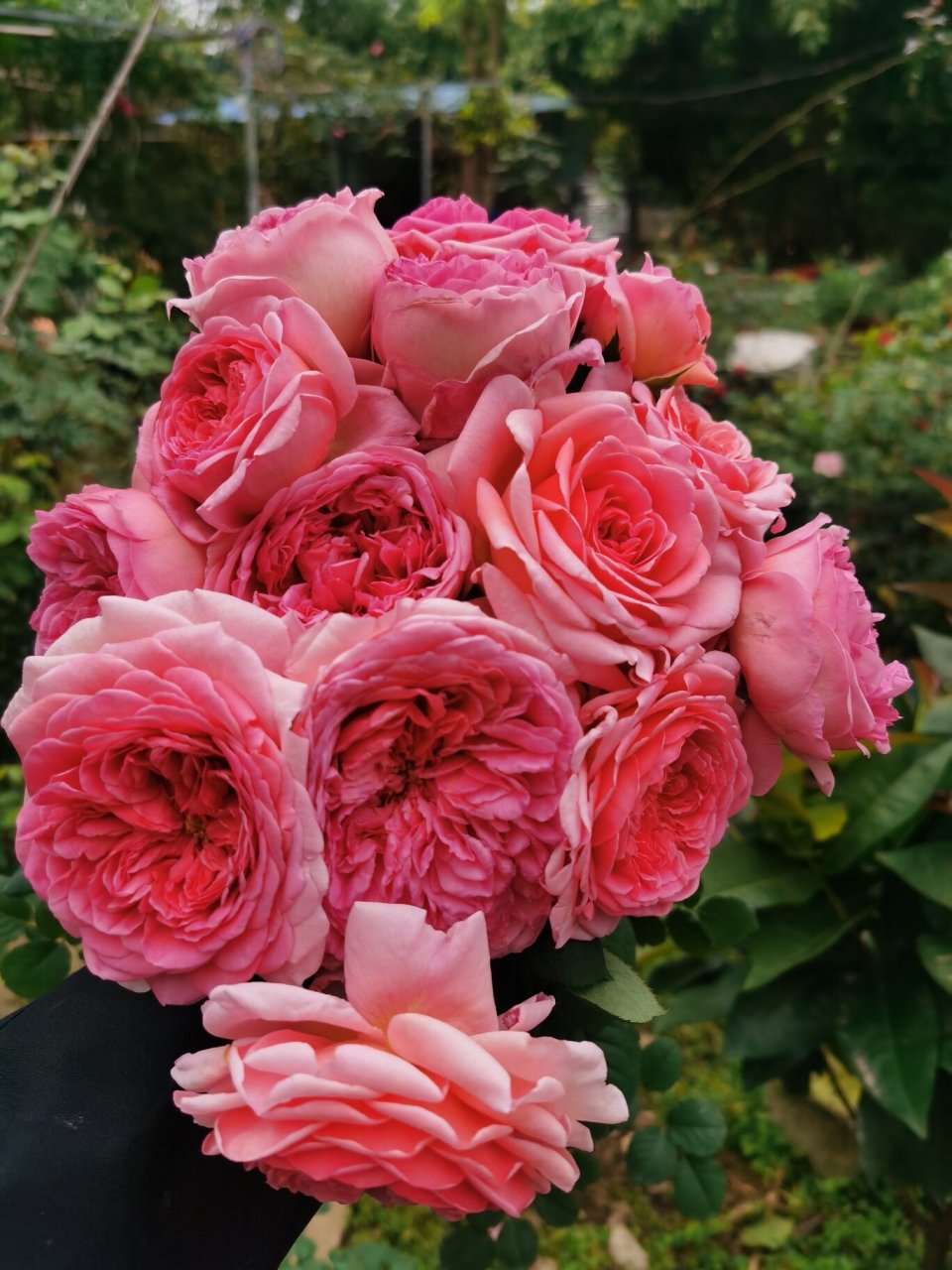 肯特公主月季,多头勤花