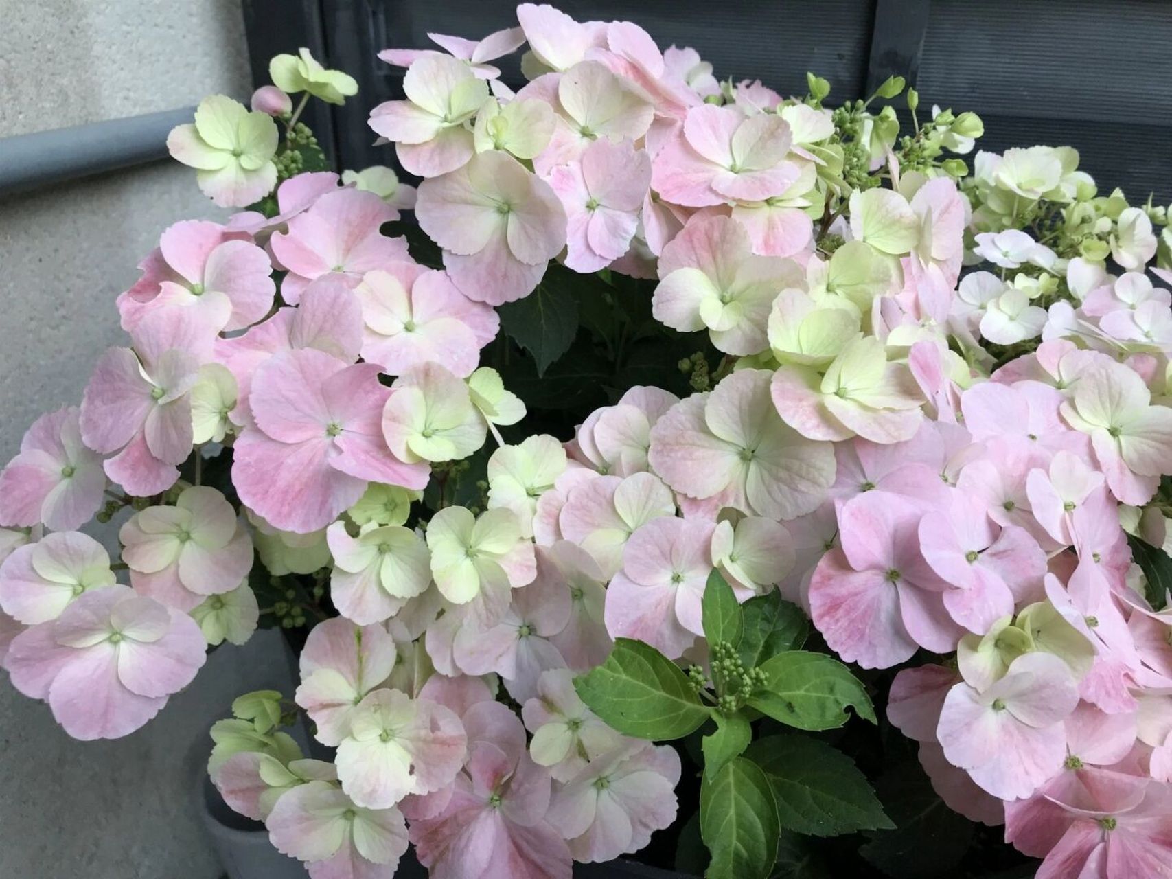 落跑新娘绣球花凭借它突出的特性赢得了最负盛名的切尔西花展上的金奖