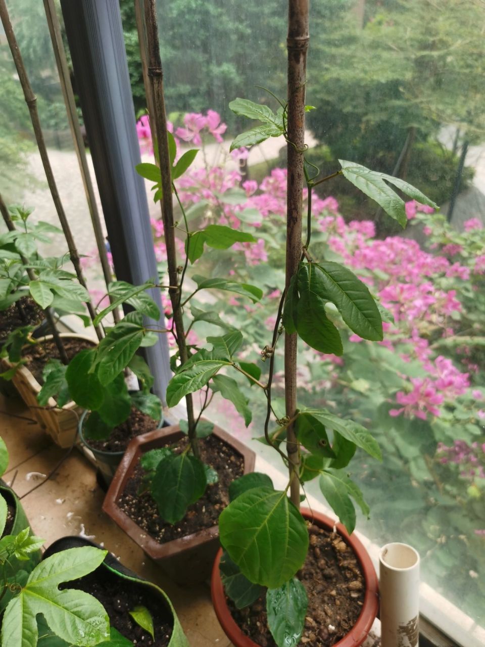 day 38钦蜜九号黄金百香果阳台种植全教程 最近温度下降得比较快,室外