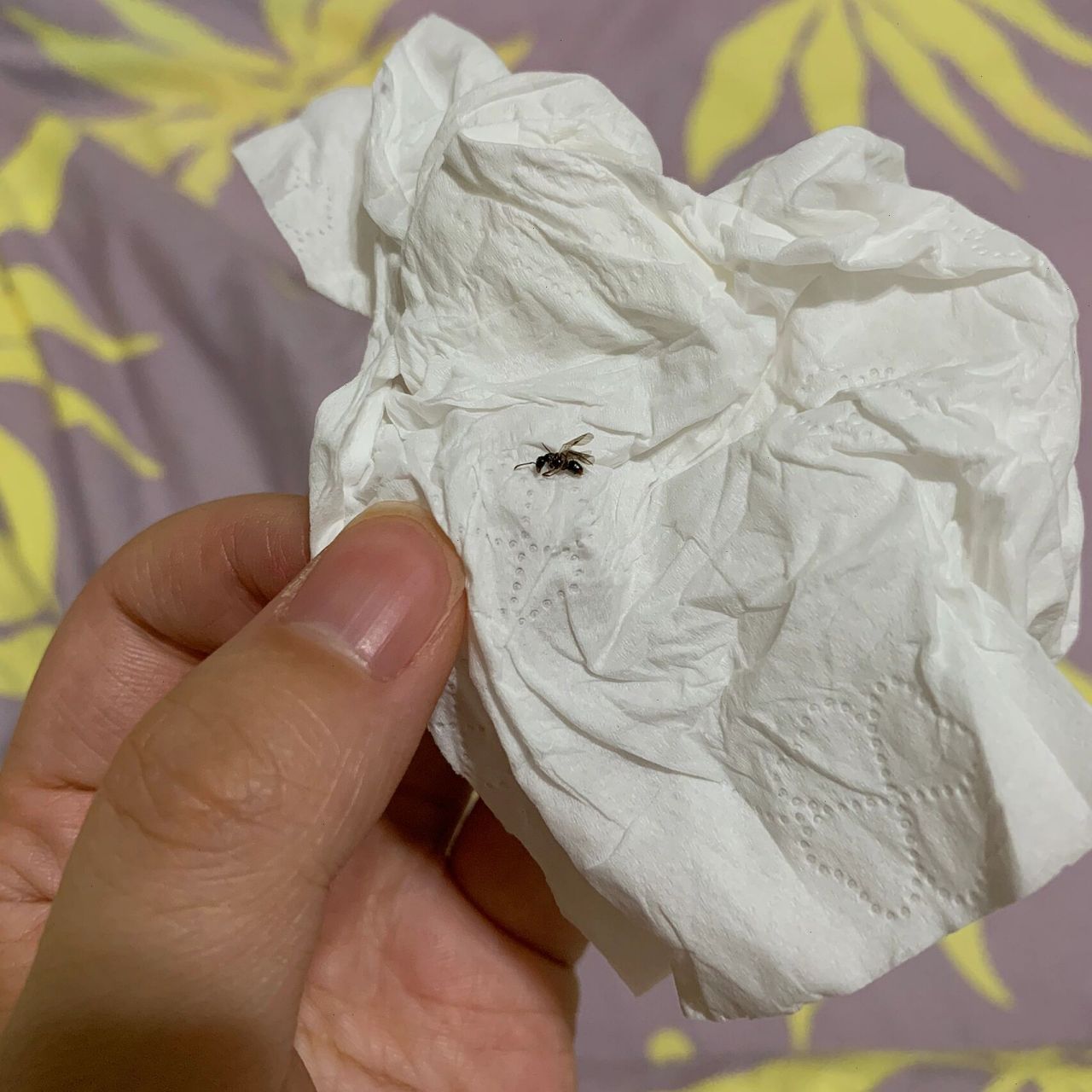 家里突然出现好多这种带翅膀的蚂蚁 这是白蚁吗,在床上发现好几只了