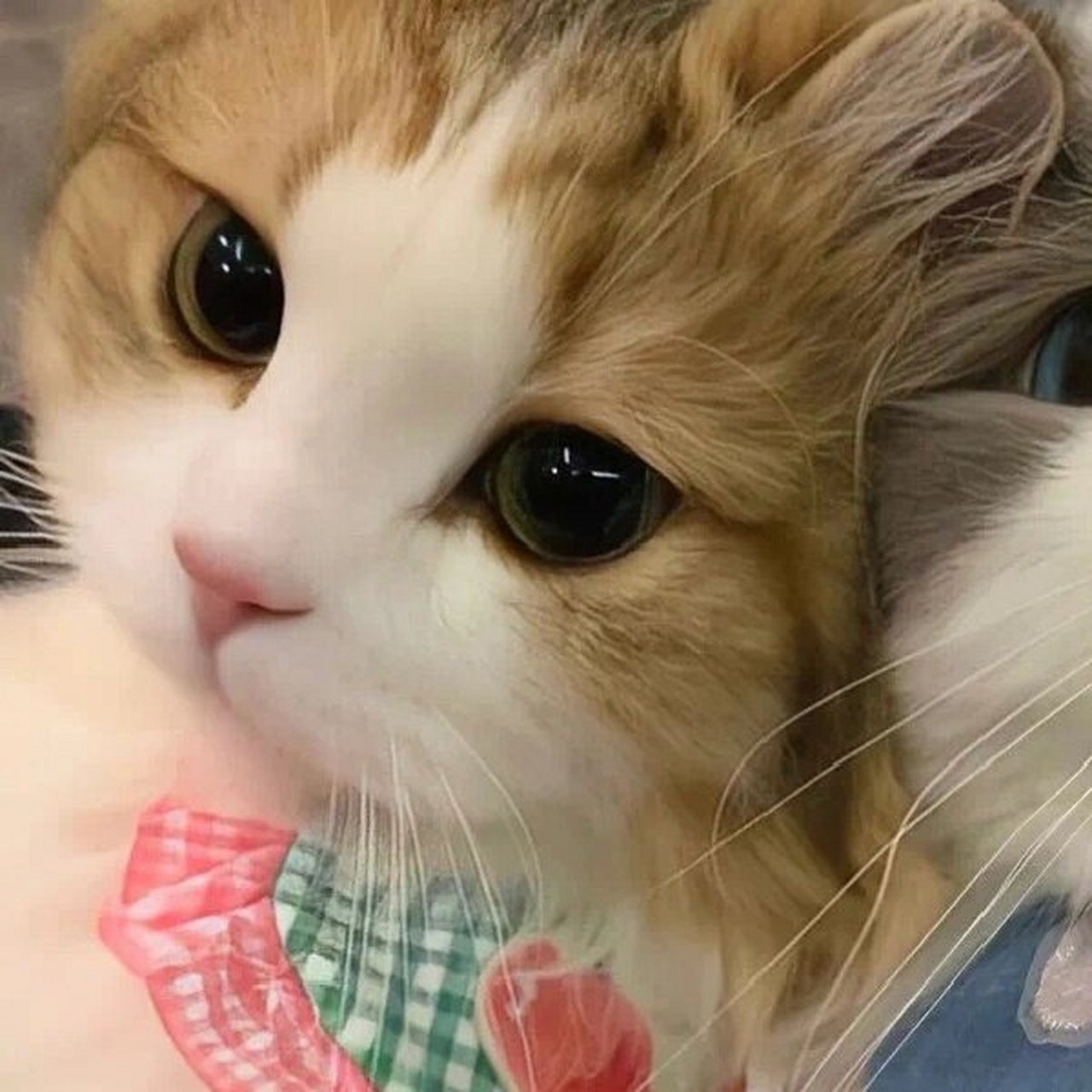 情侣头像|喜欢的动物情头 小猫93小狗98