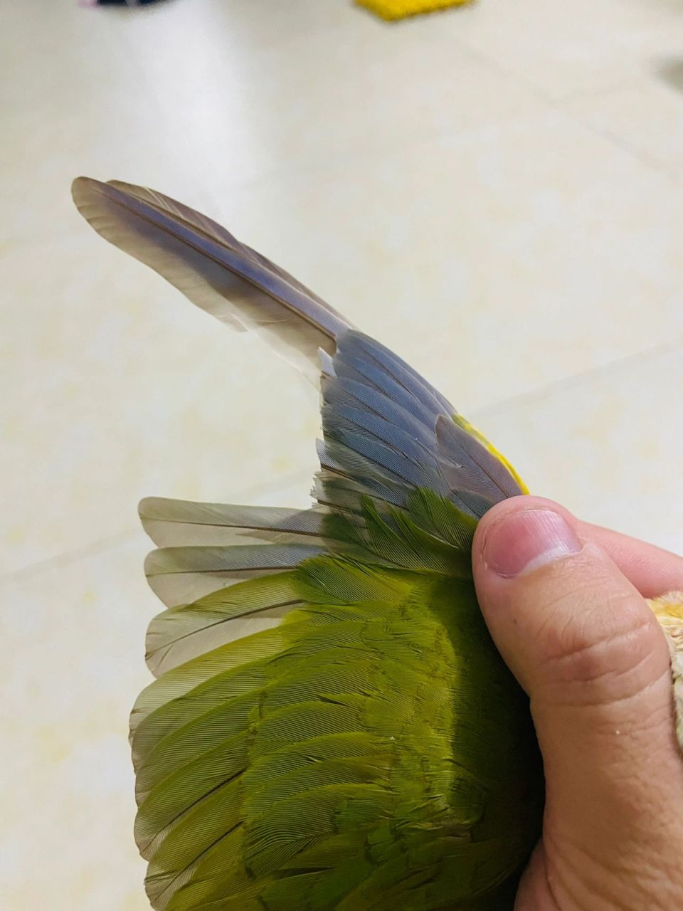 关于鹦鹉的剪羽 给大家讲讲鹦鹉怎么剪羽,达到了效果,还保留了原有的