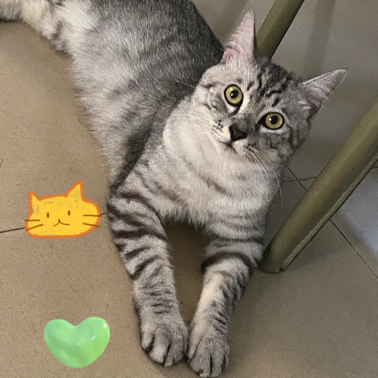 邻居家的猫 混种 (银渐层混狸花猫)98 银渐层混狸花 性格很温顺