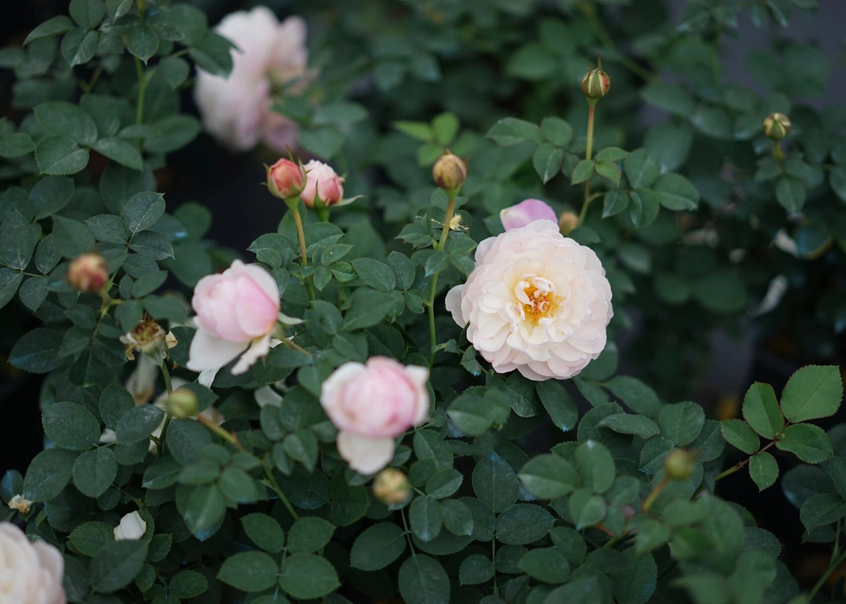 木村卓功月季5661536615:小兔子 小兔子 ラパン lapin 白色到