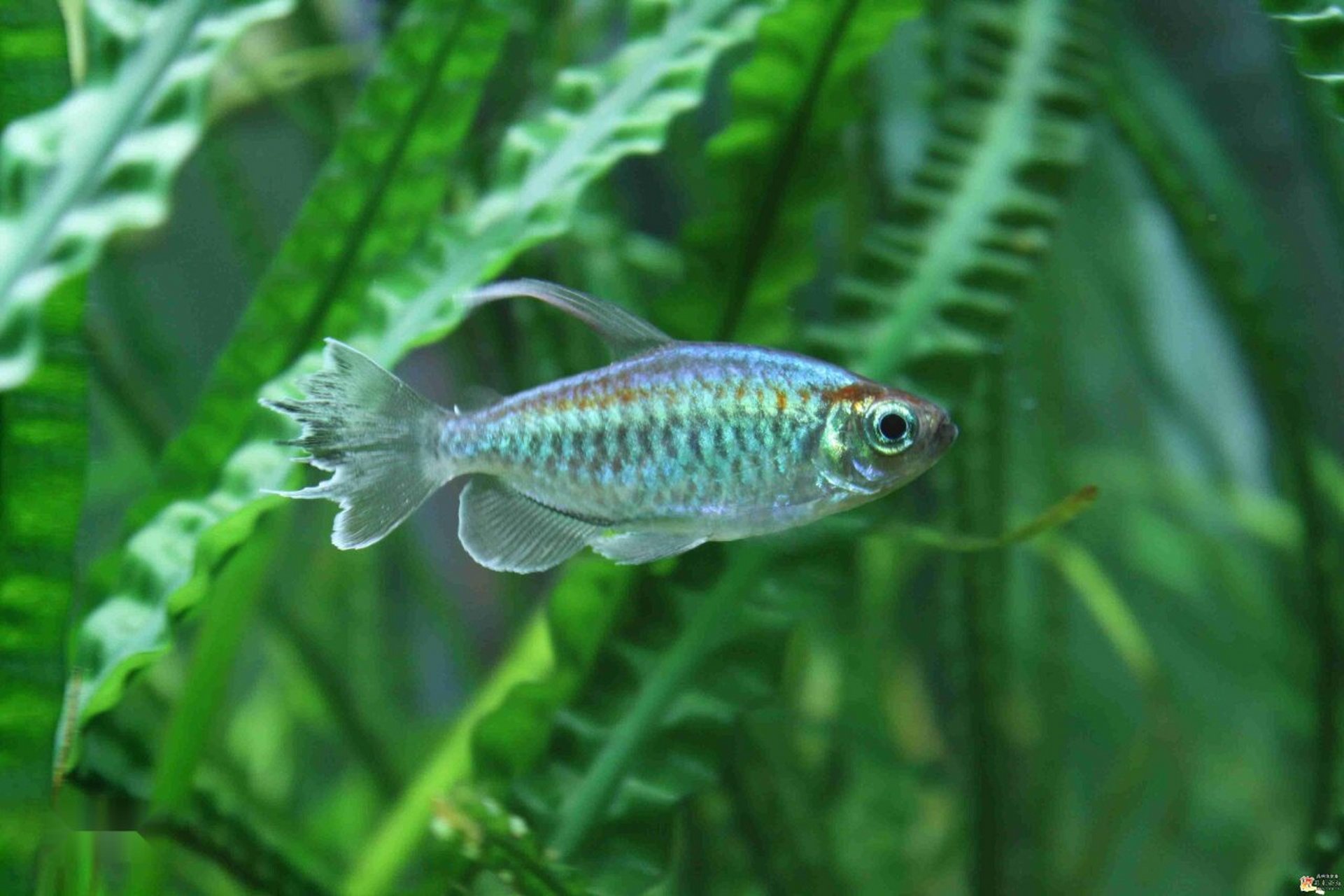 刚果扯旗) 刚果扯旗鱼,又名刚果霓虹鱼,刚果鱼