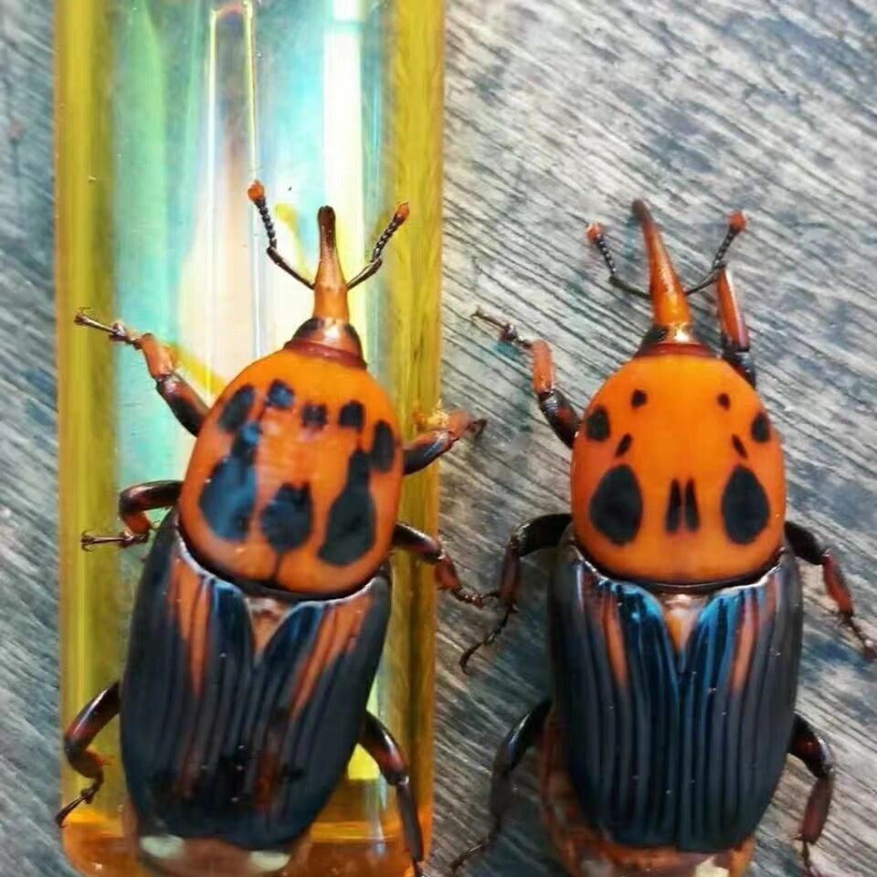 竹象虫养殖