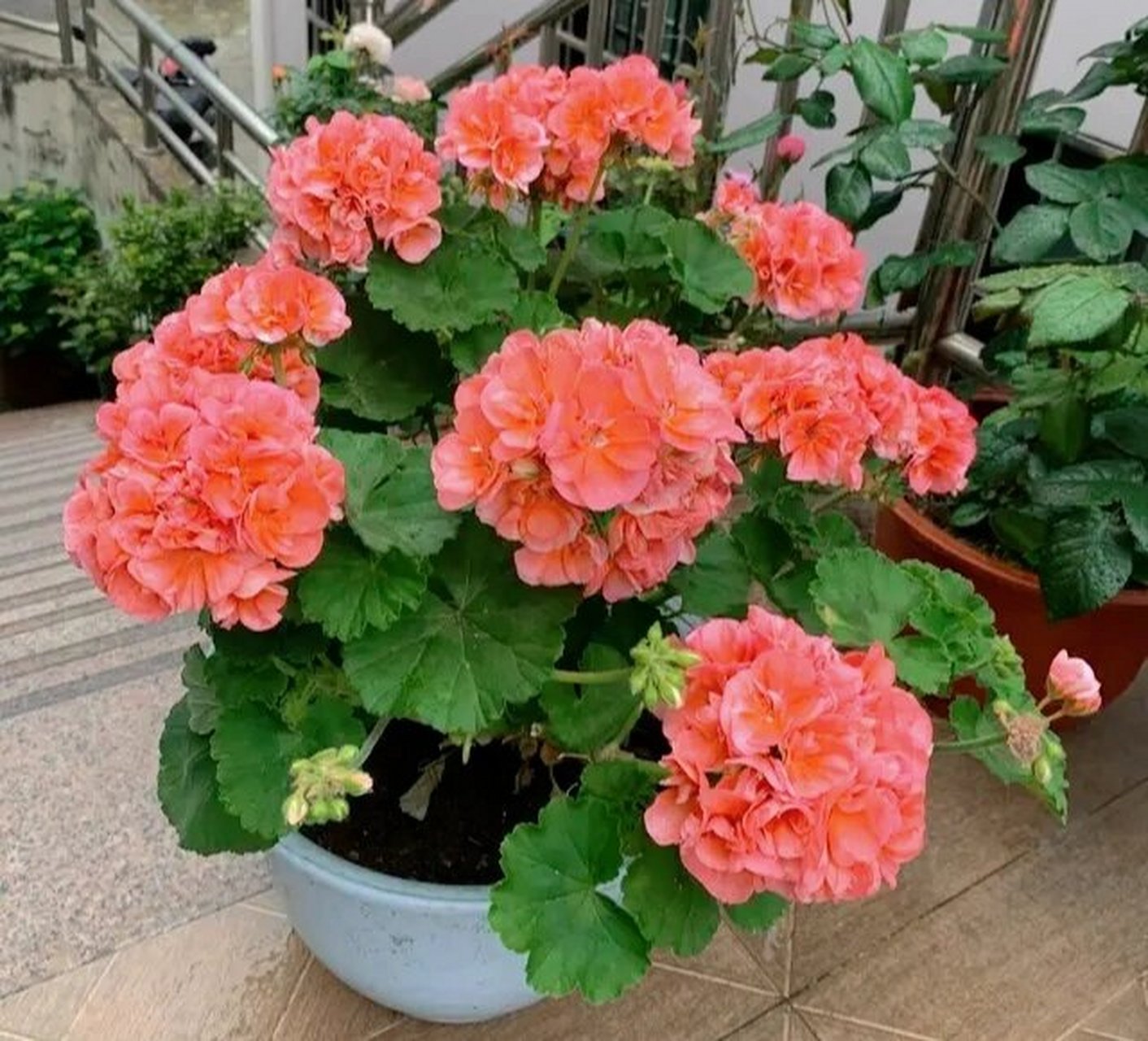 鲑鱼粉的"大山宫"天竺葵 多季节开花 "大山宫"——一款超级优秀的