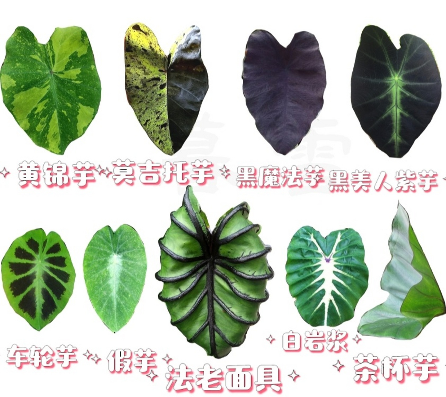 芋属全图鉴图片索引/对照锦化植物海芋订正 colocasia esculenta 芋头