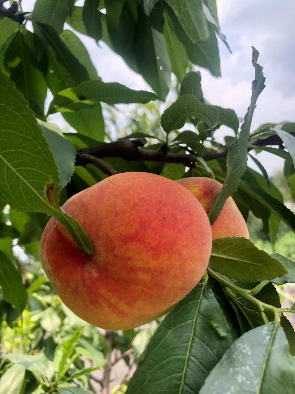 07开着mini,龙泉山摘桃子去 未入桃林,先闻桃香.