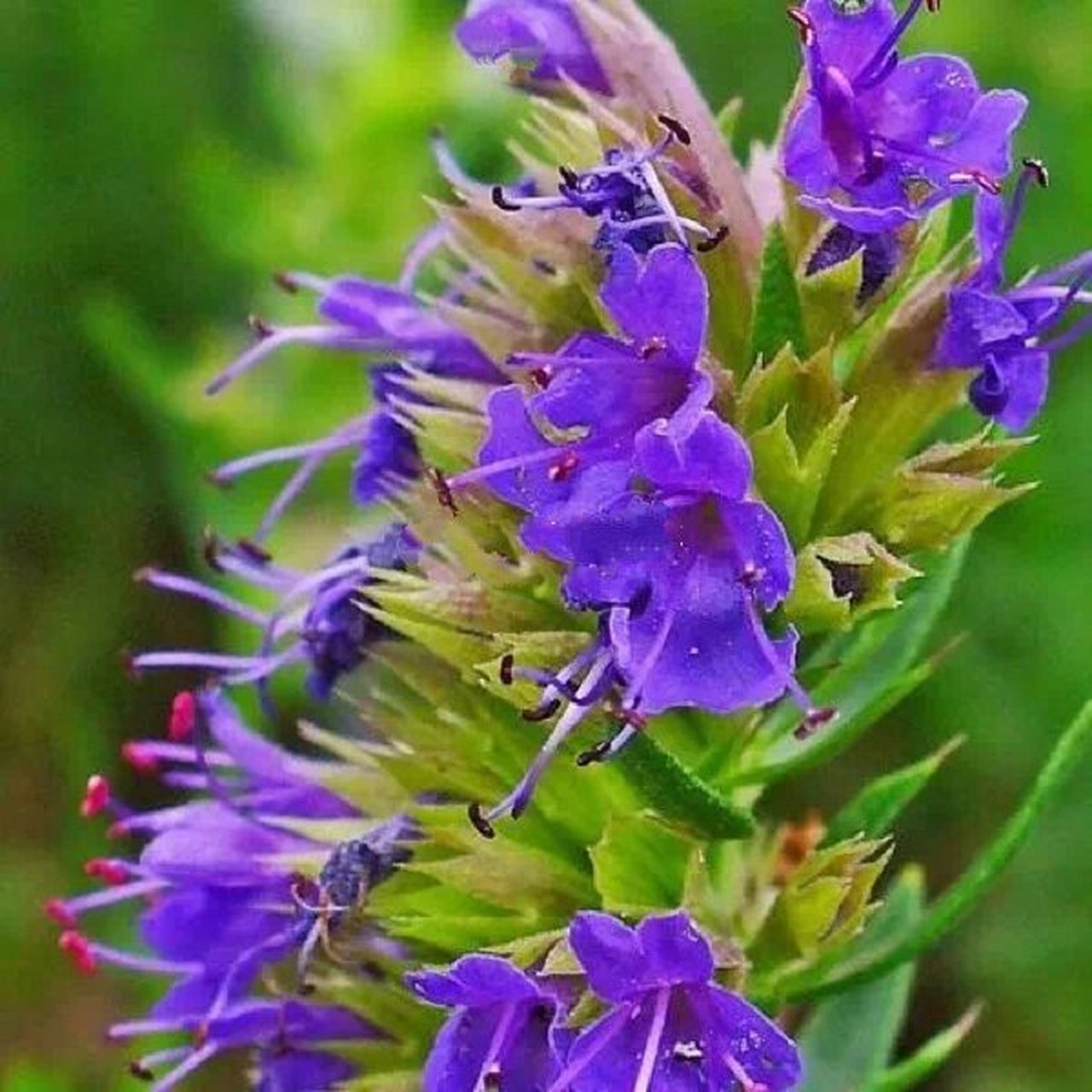 神草牛膝 求你用牛膝草洁净我,我就干净——《旧约圣经》 牛膝草