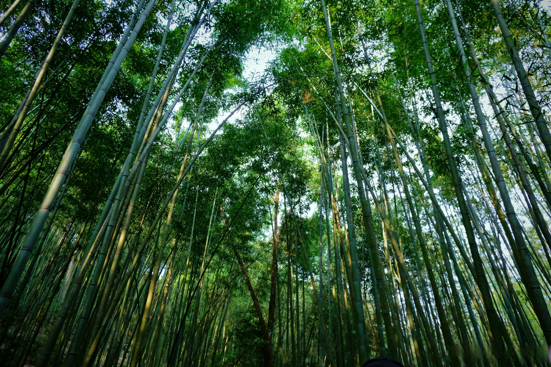 我在梁平找到了山水画里的百里竹海～ 这里…溪流漫地,湖水涵天,延绵