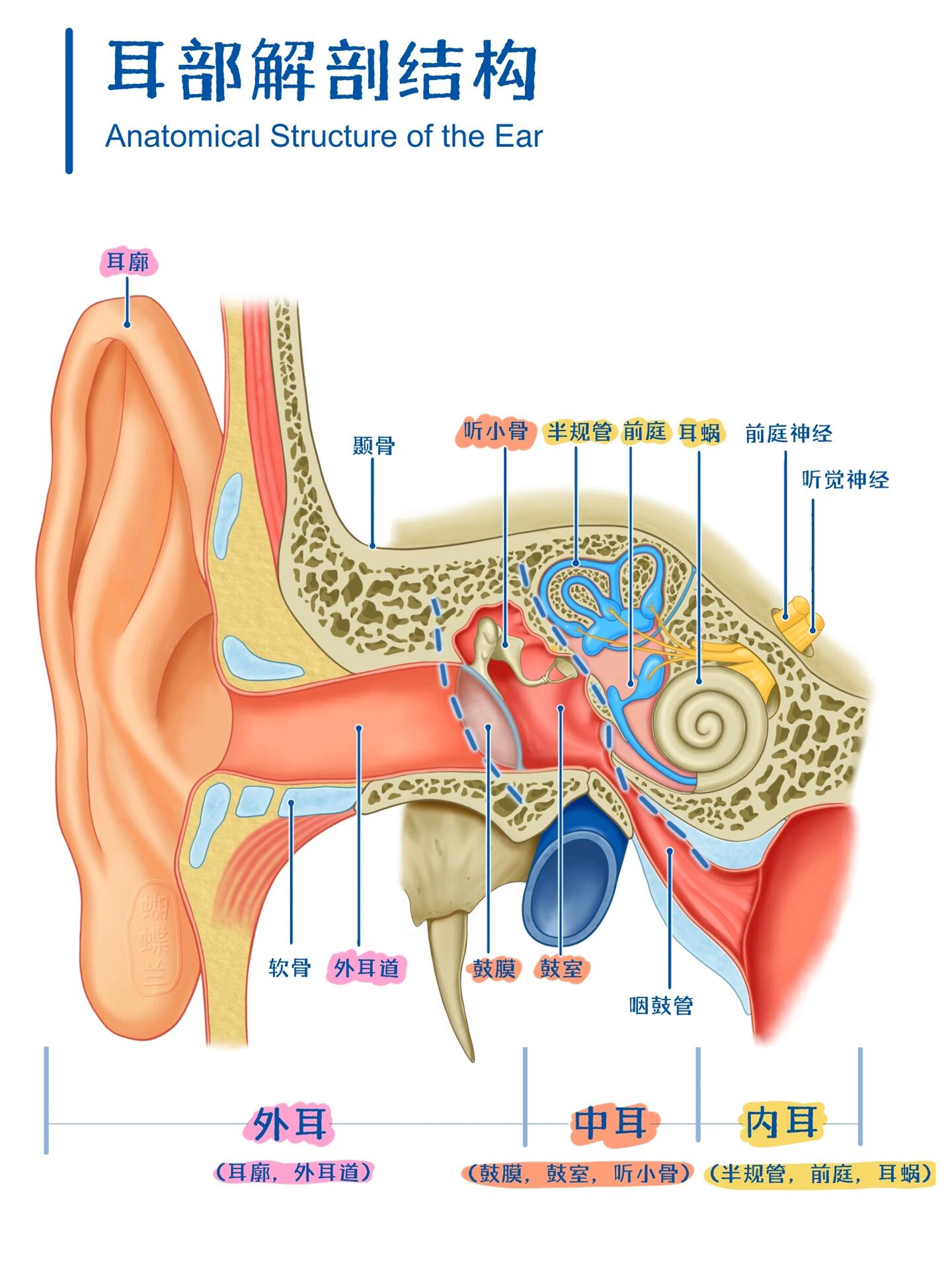 医学插画|耳部解剖结构 39/100