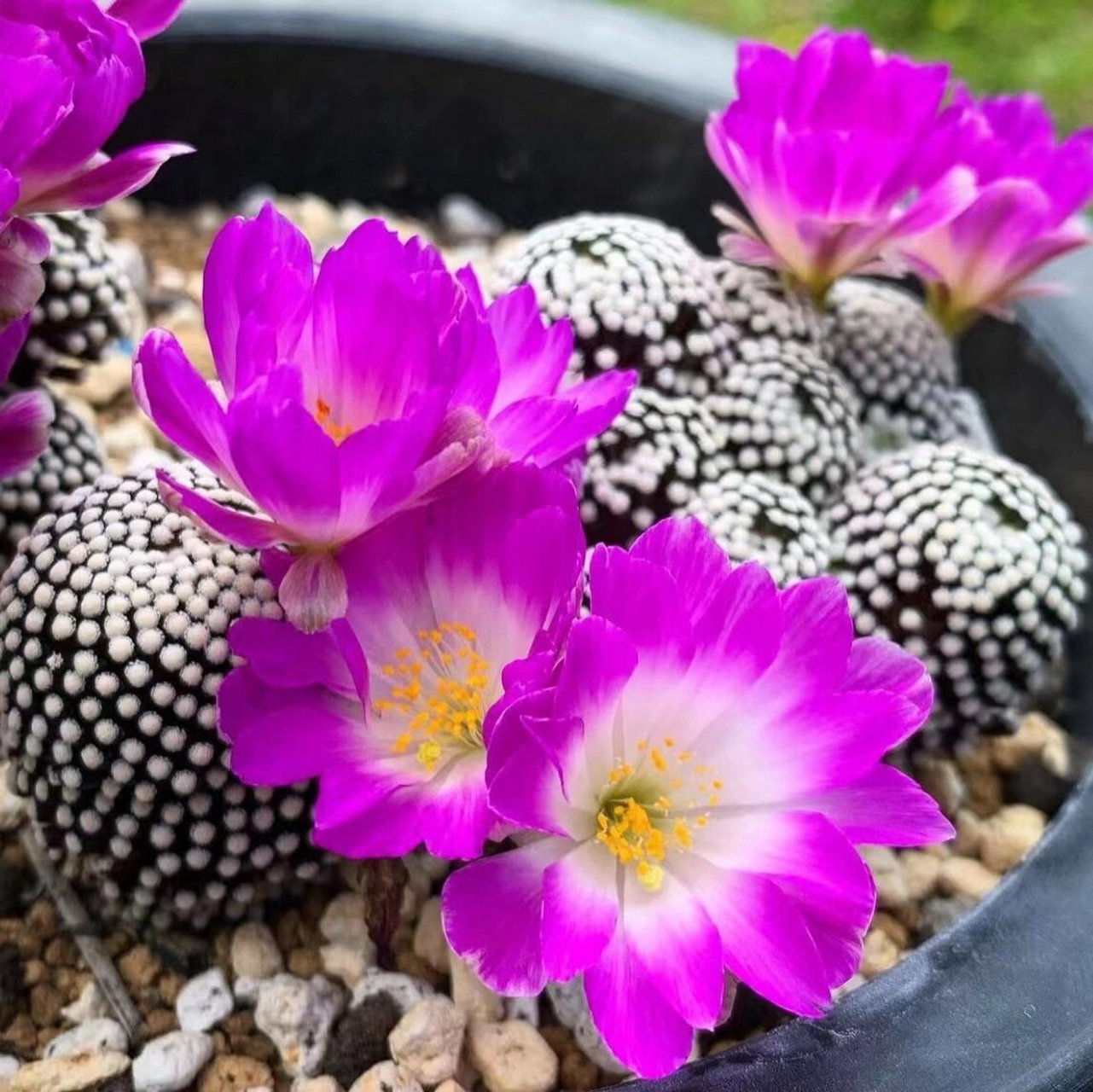 石荒笔记(159)一松针牡丹 99中文名:松针牡丹 99学名:mammillaria