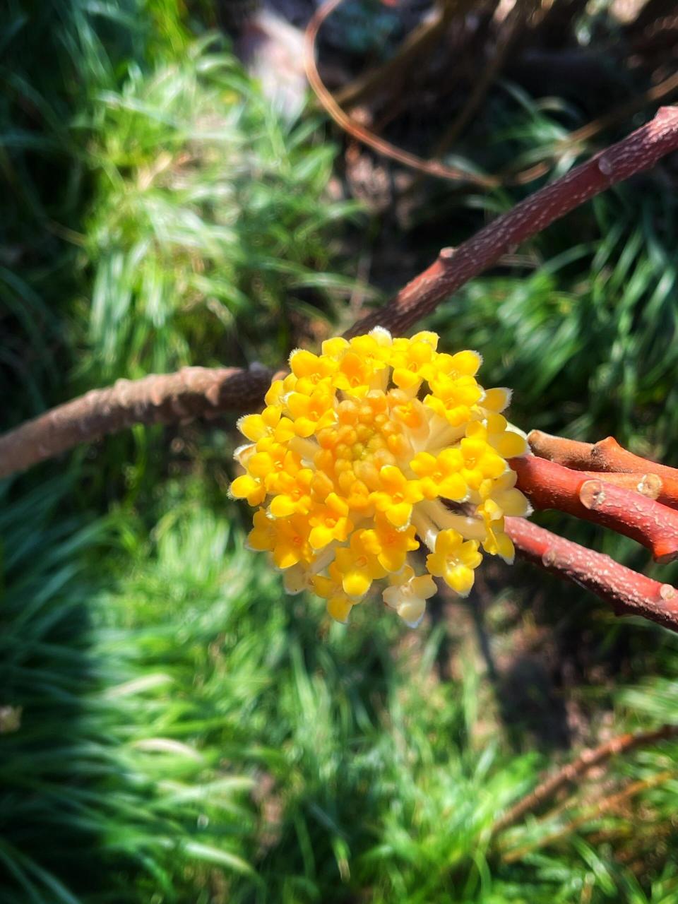 爱情树花图片图片