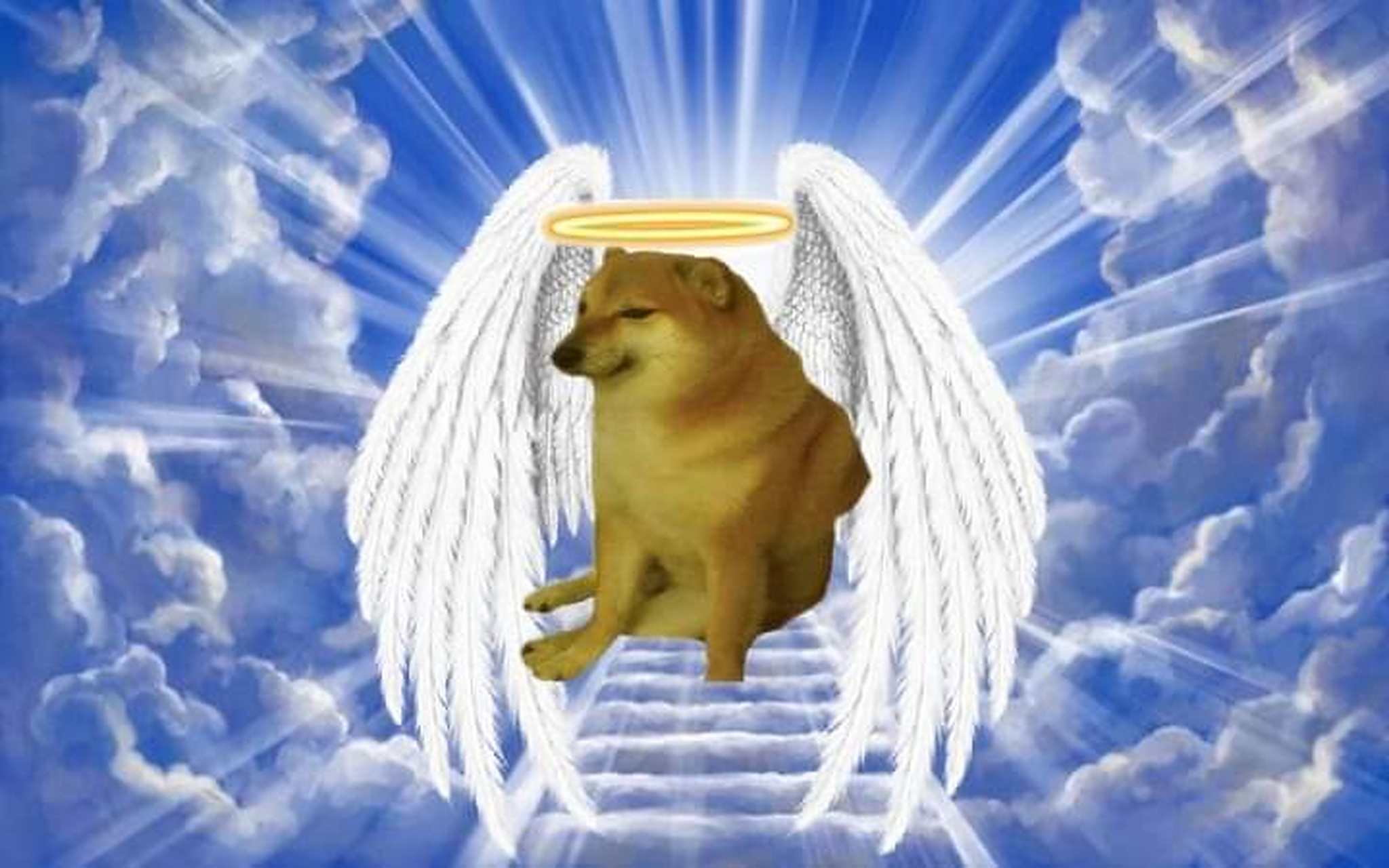 表情包小狗 cheems 在8月18日去了汪星