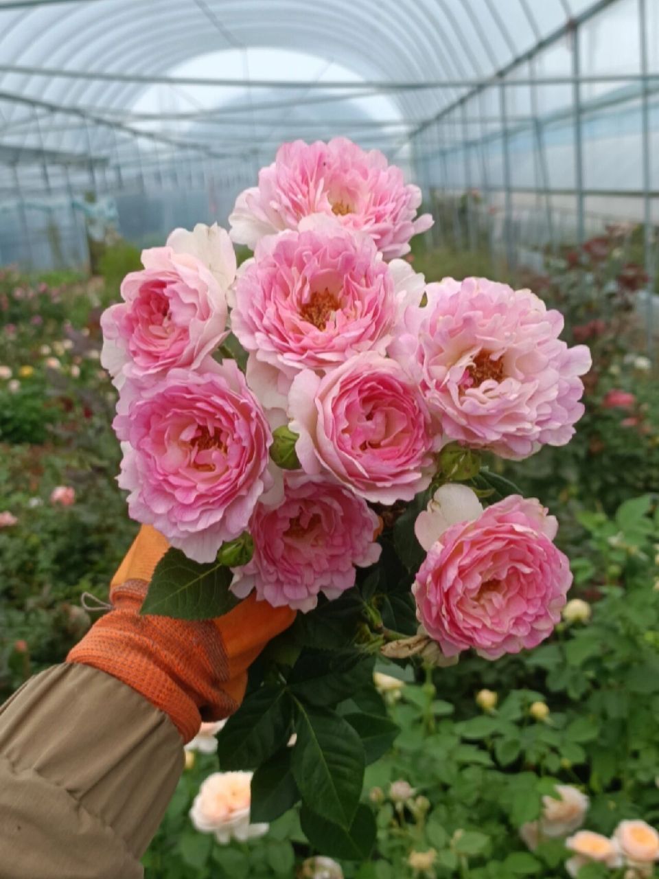 海葵/海的女儿月季优缺点 海葵也是多季节重复开花的品种,丰花勤花,在