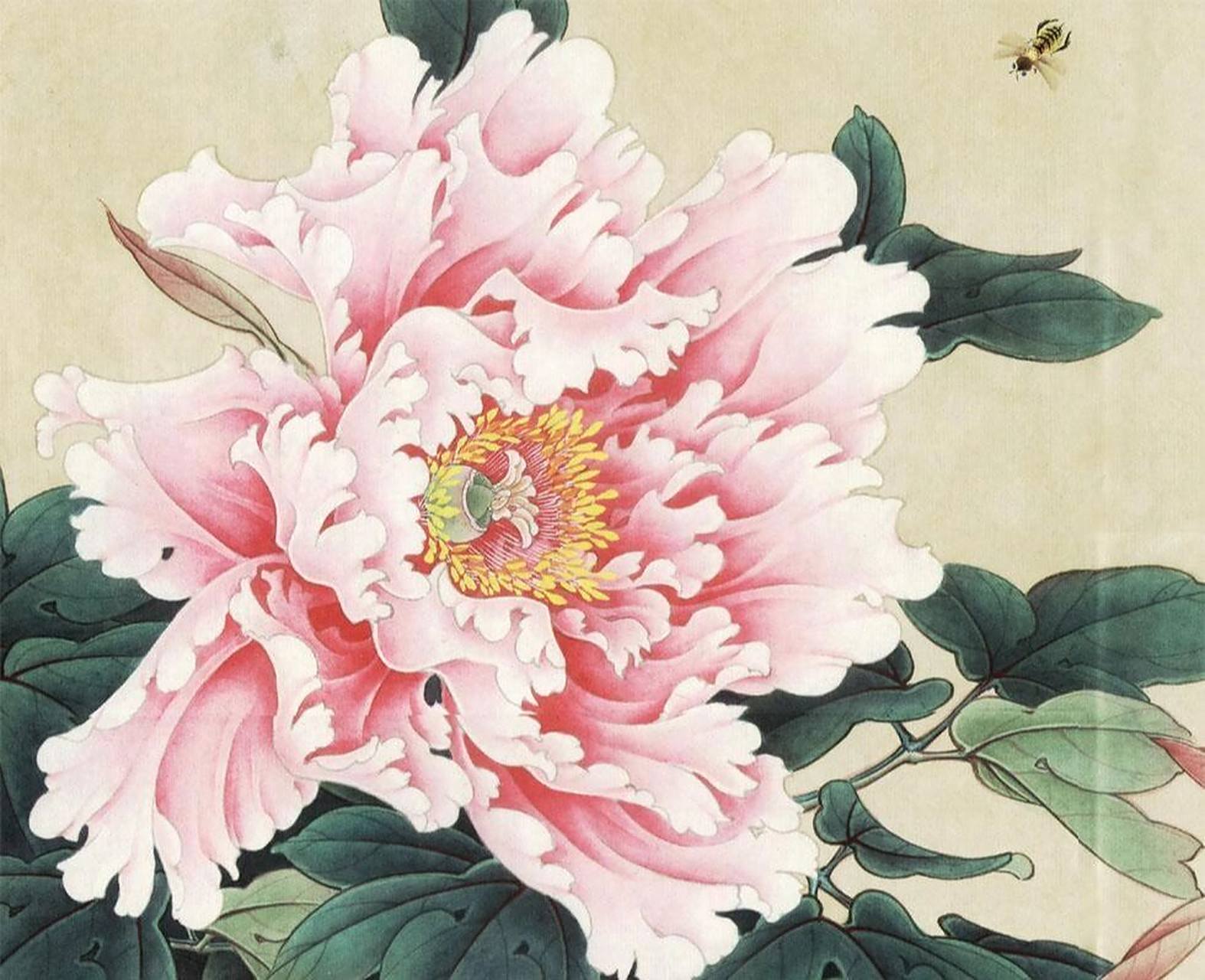 工笔画步骤分享(粉牡丹的画法) 工笔牡丹花头着色步骤(粉色) 1.