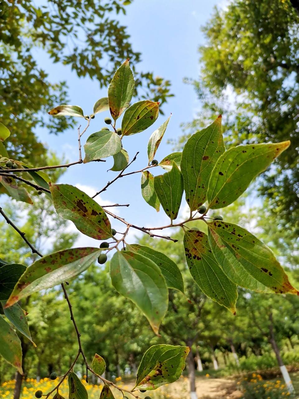 一种叫"朴树"的树 朴树(学名:celtis sinensis pers.