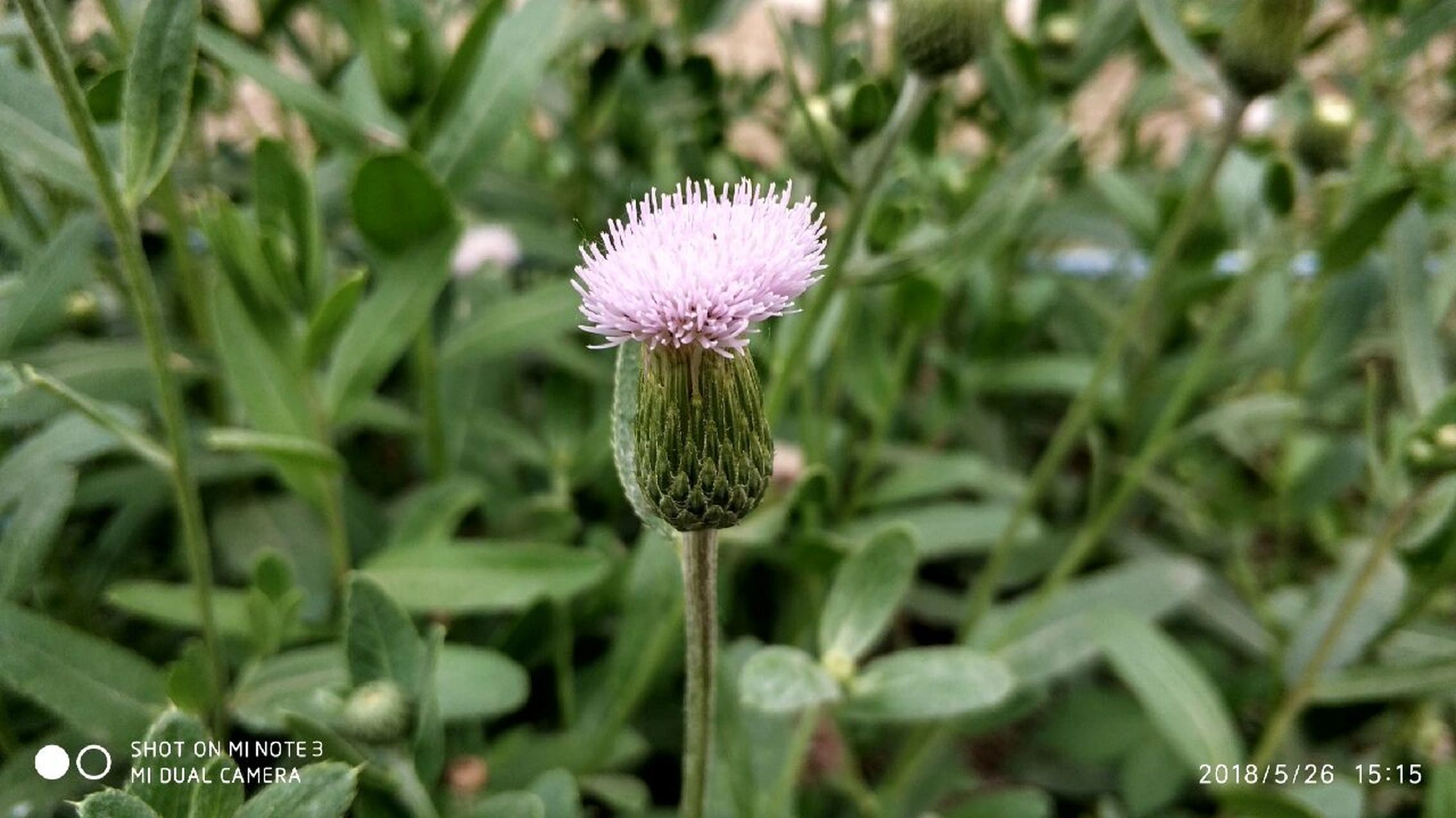 小蓟(刺儿菜),菊科蓟属多年生草本植物
